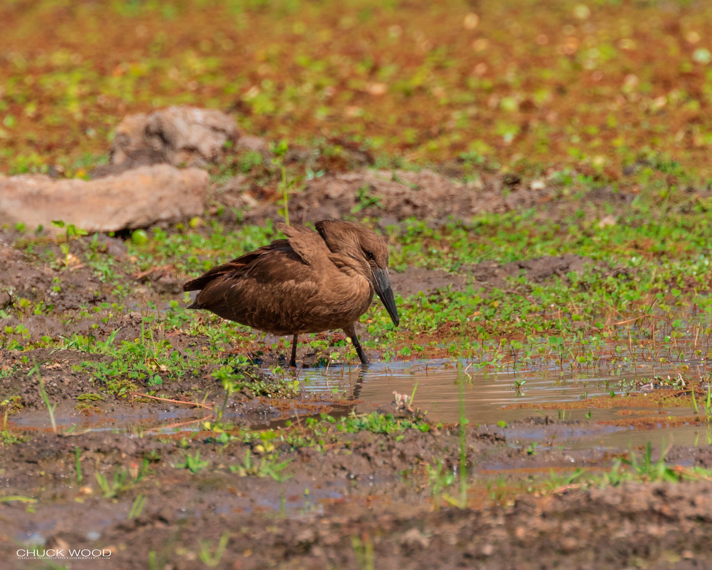 Mana Pools, Zimbabwe 2019