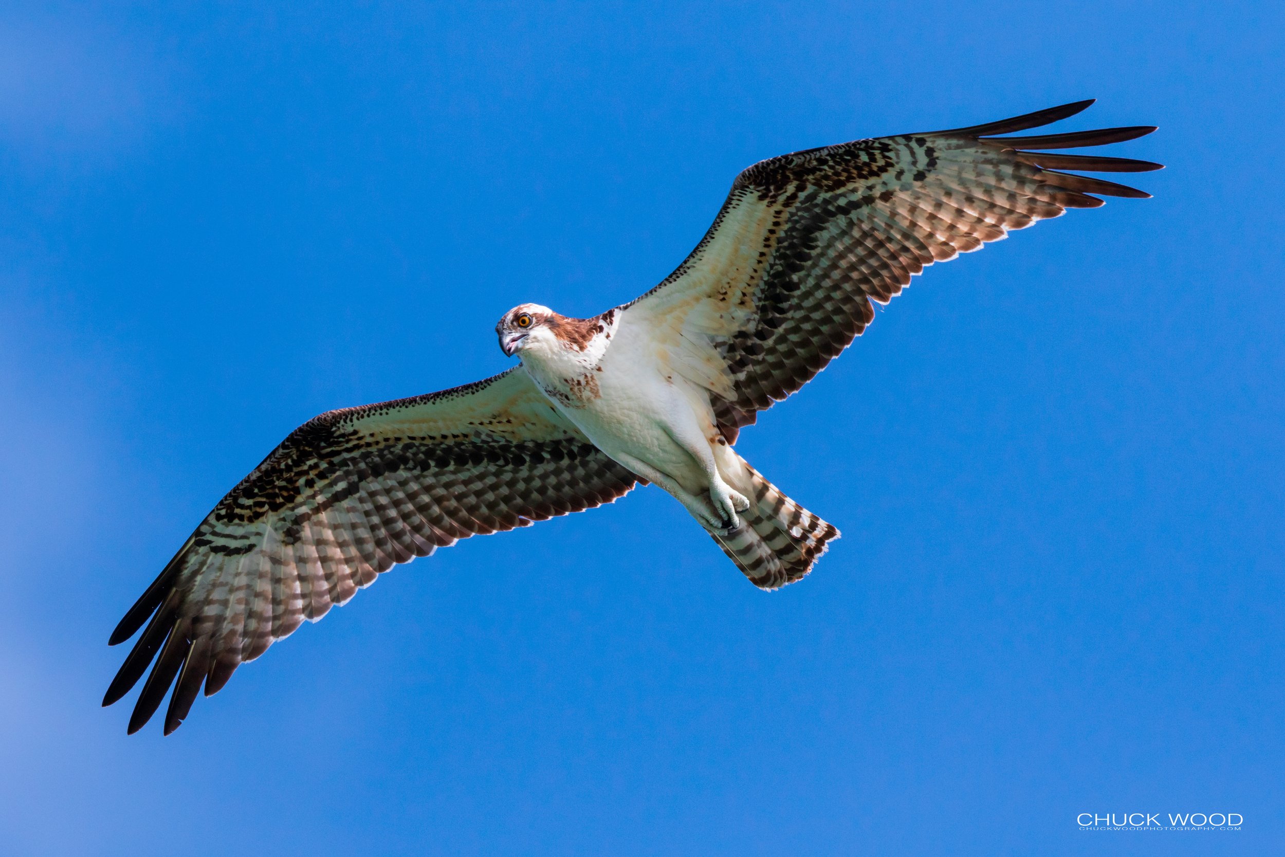 Sebastian Inlet, FL 2020