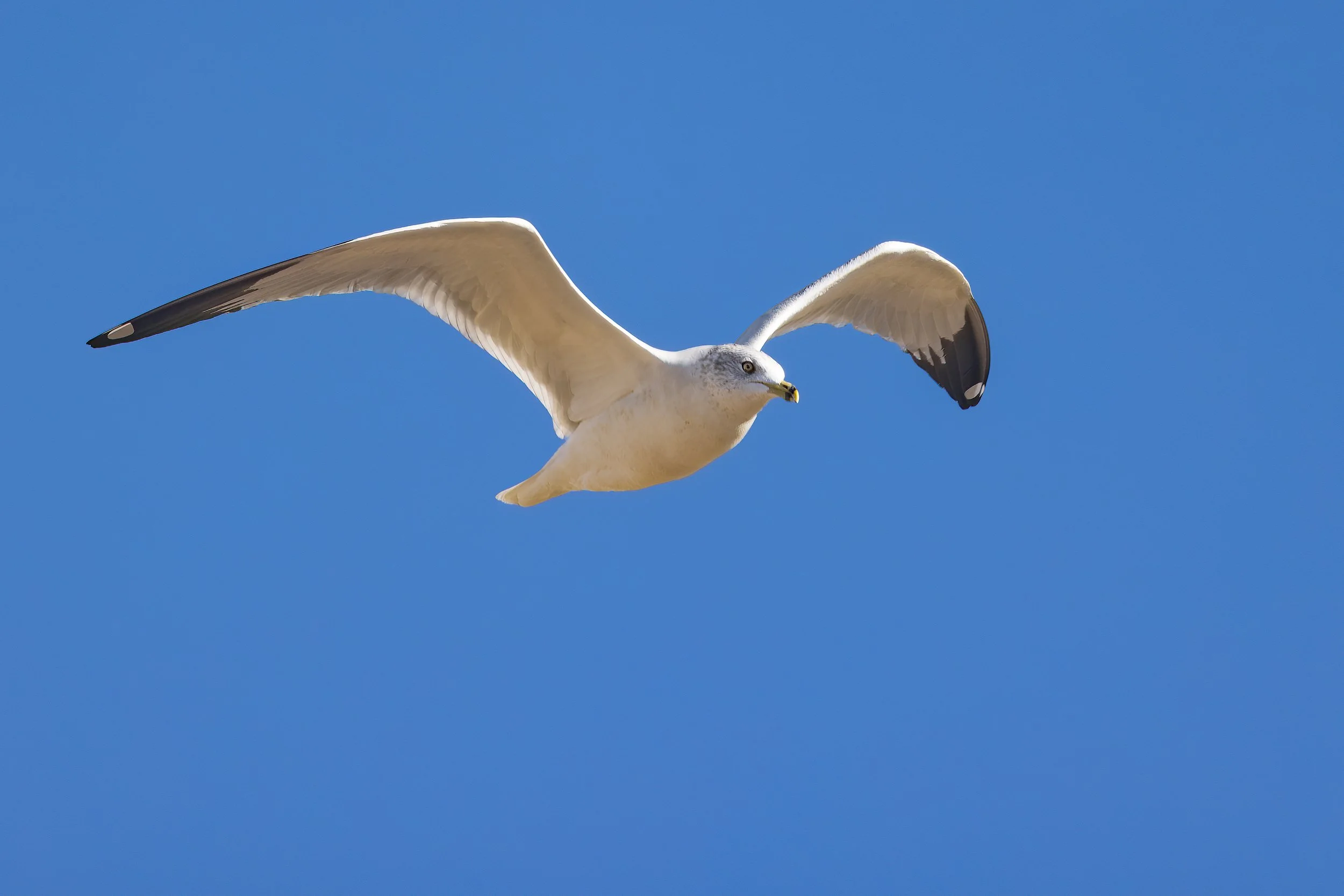  Bosque del Apache, NM 2023 