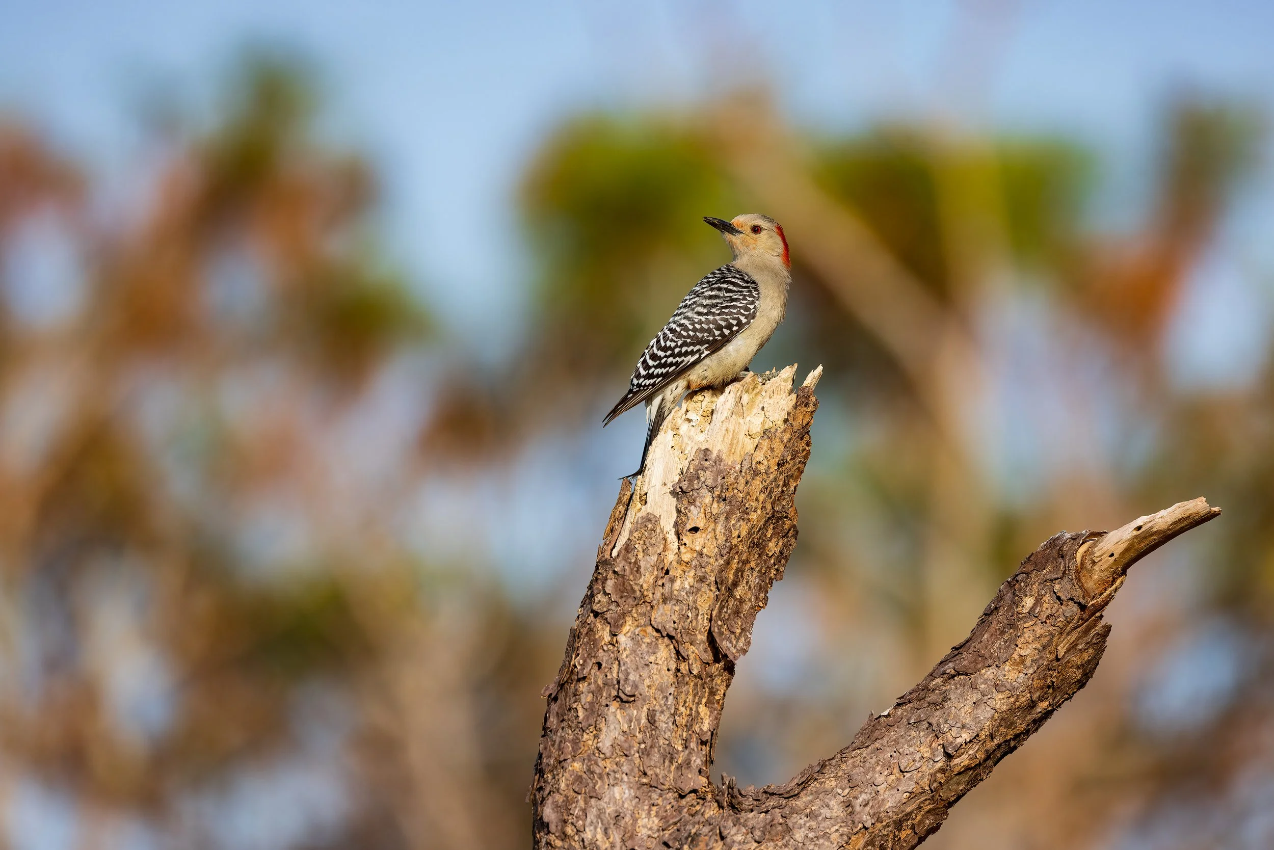  Wakodahatchee, FL 2023 