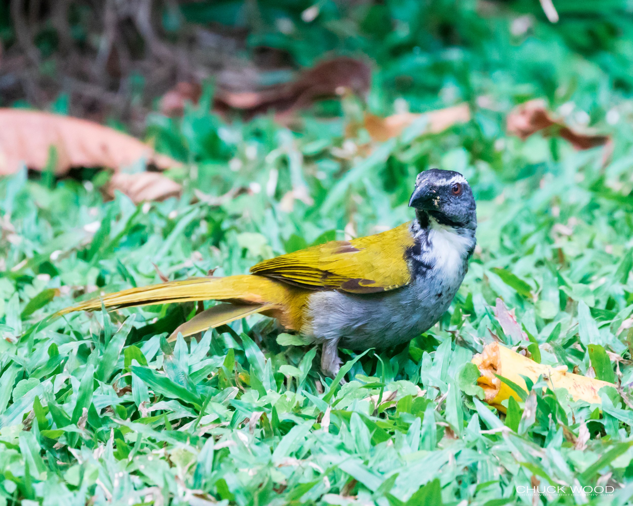  Rancho Naturalista, Costa Rica 2020 