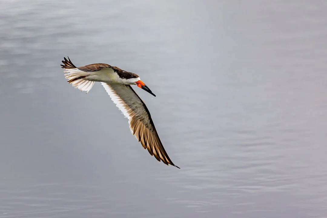  Forsythe NWR, NJ 2025 