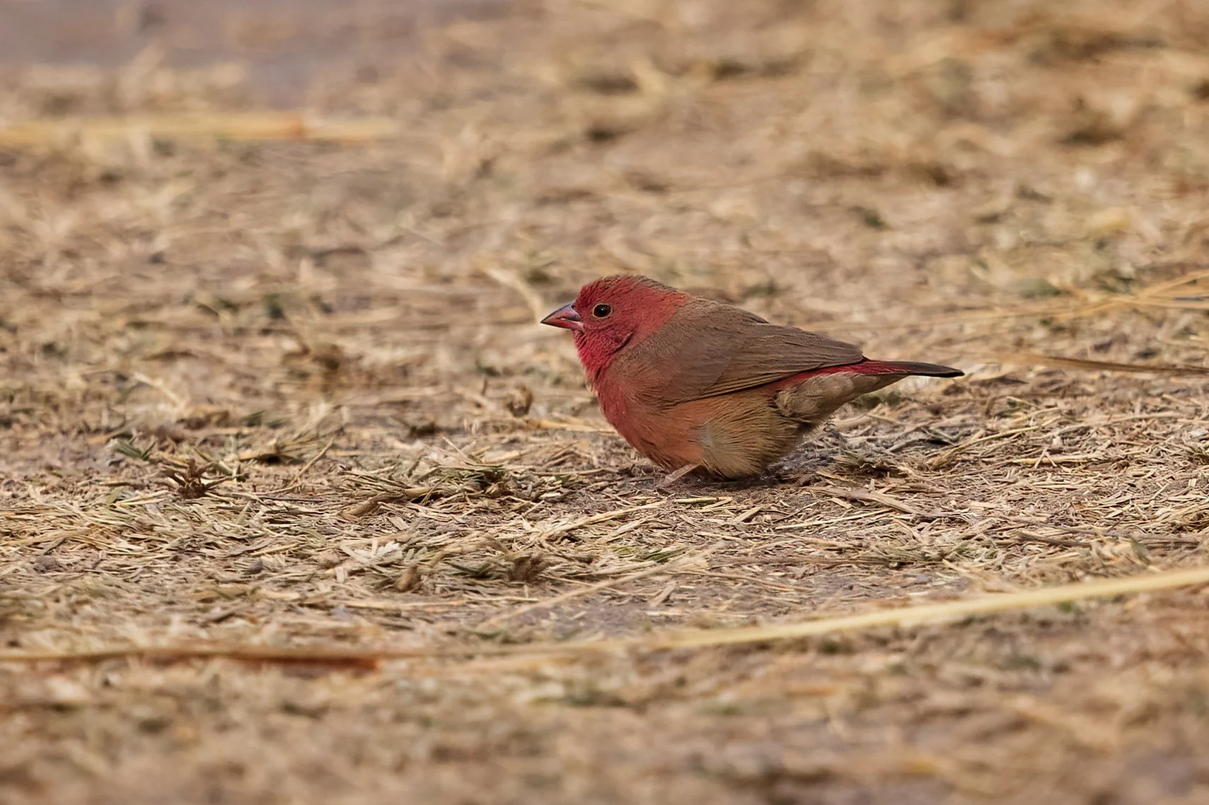  Khwai, Botswana 2023 