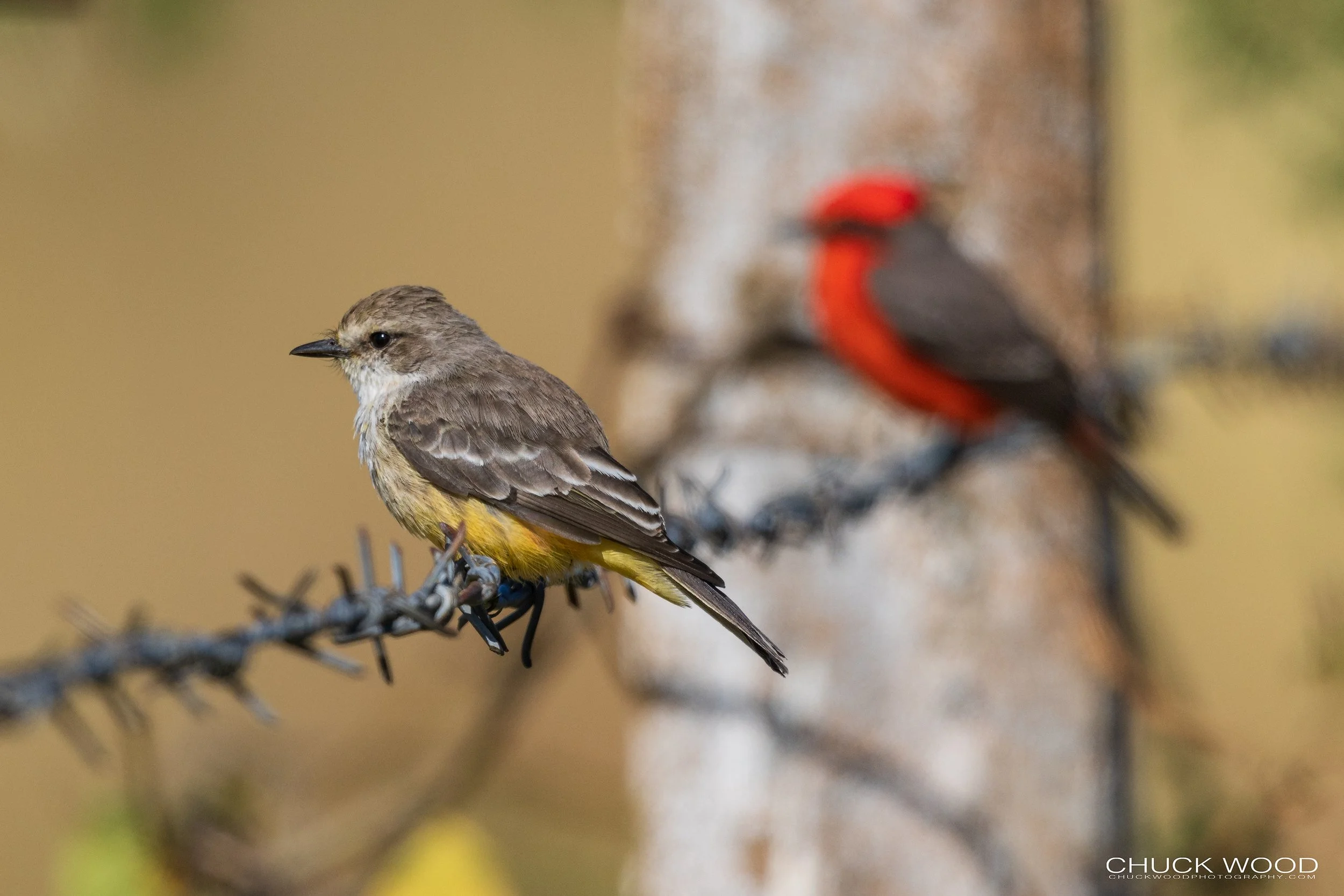 Vermilion-Flycatcher-20221031-Teotilan-del-Valle-11-1-WB.jpg