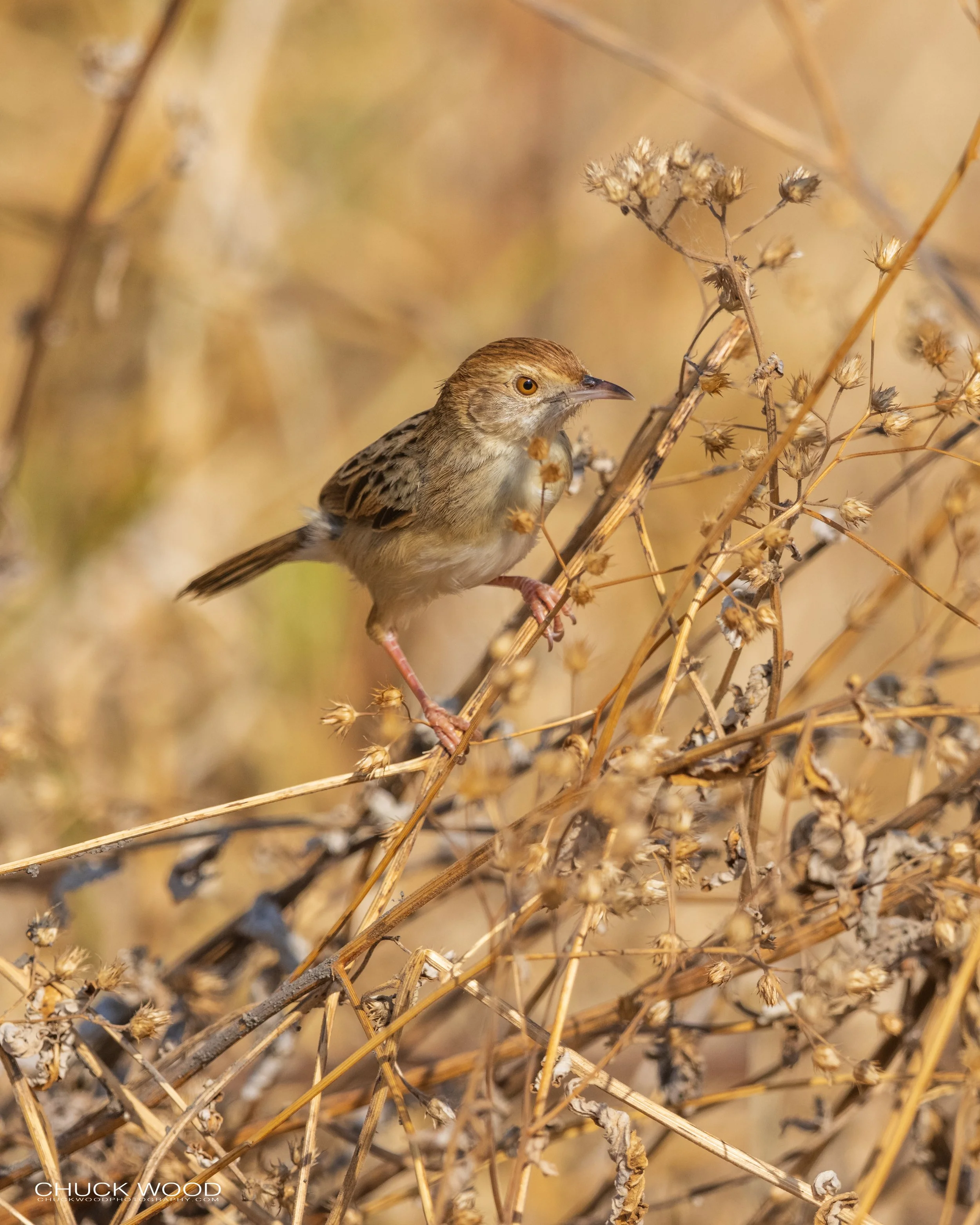  Tarangire, Tanzania 2021 