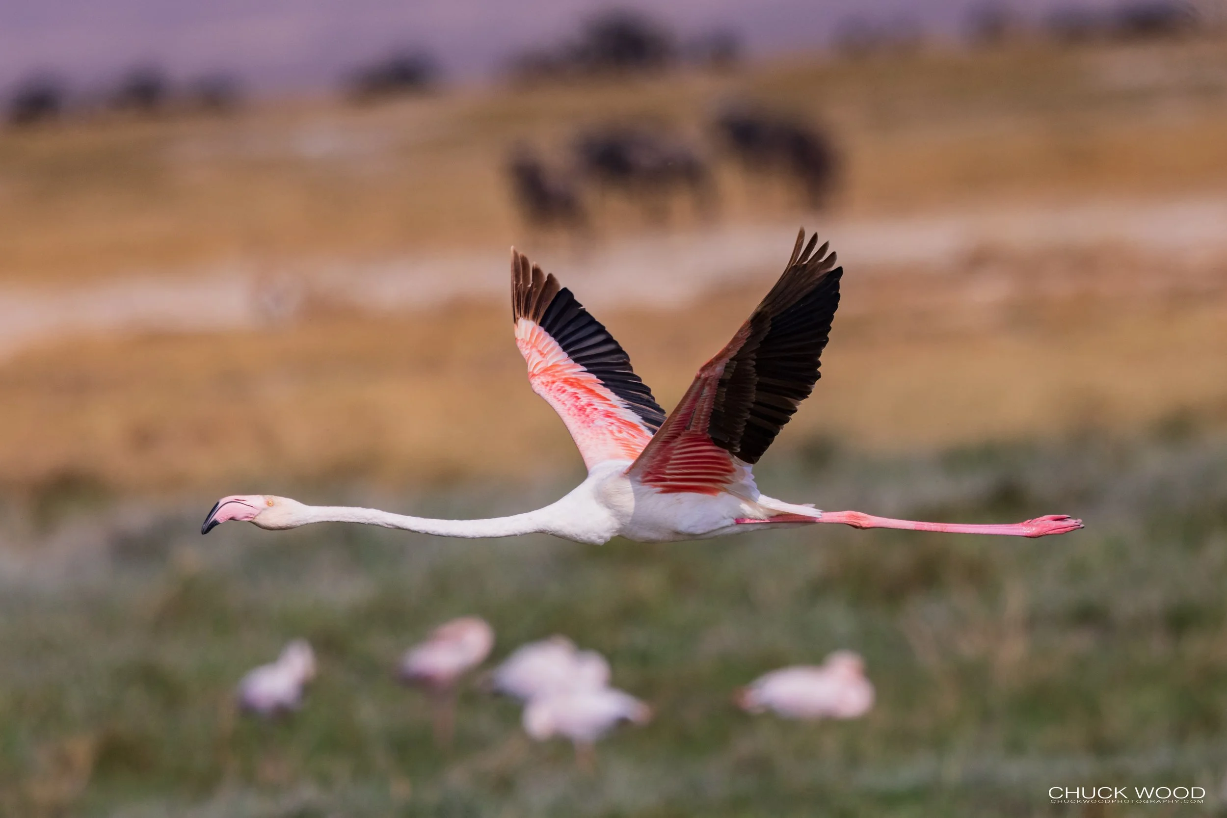  Ngorongoro Crater, Tanzania 2021 
