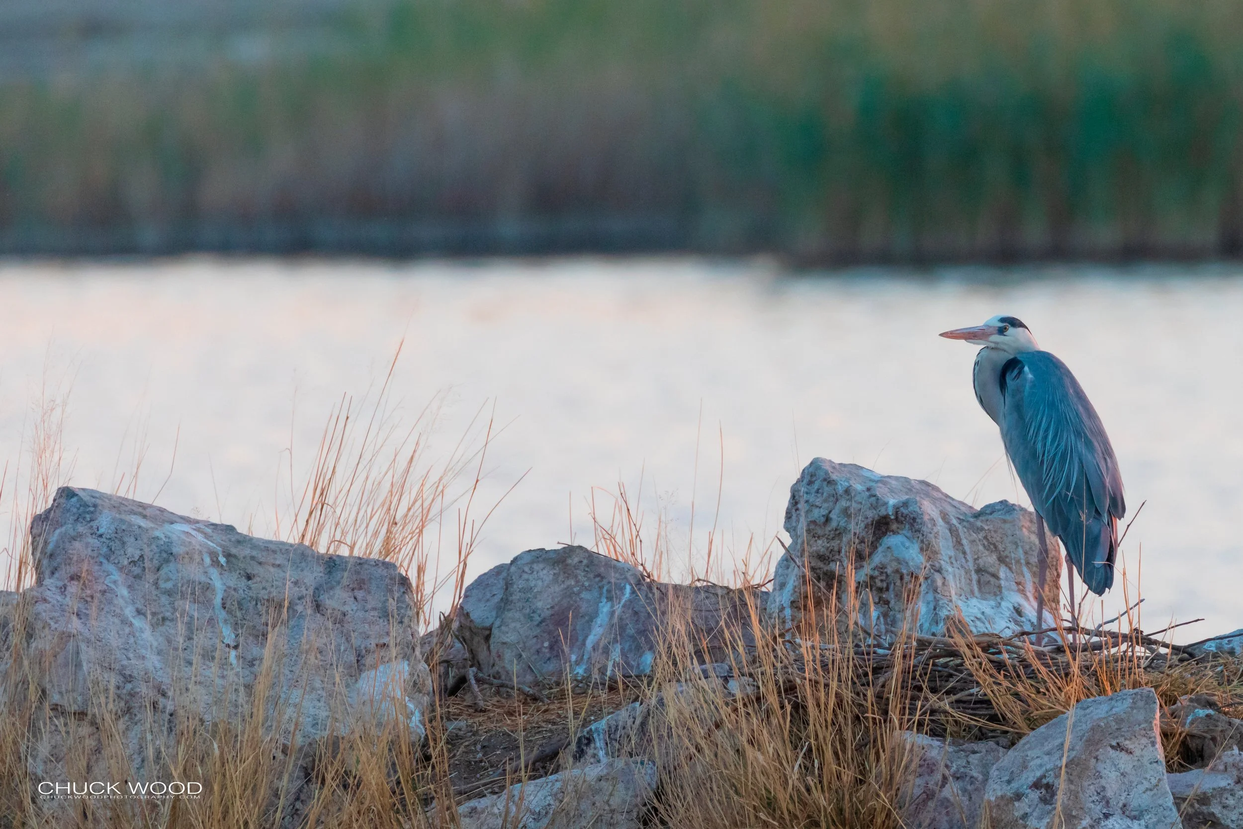  Hwange, Zimbabwe 2019 