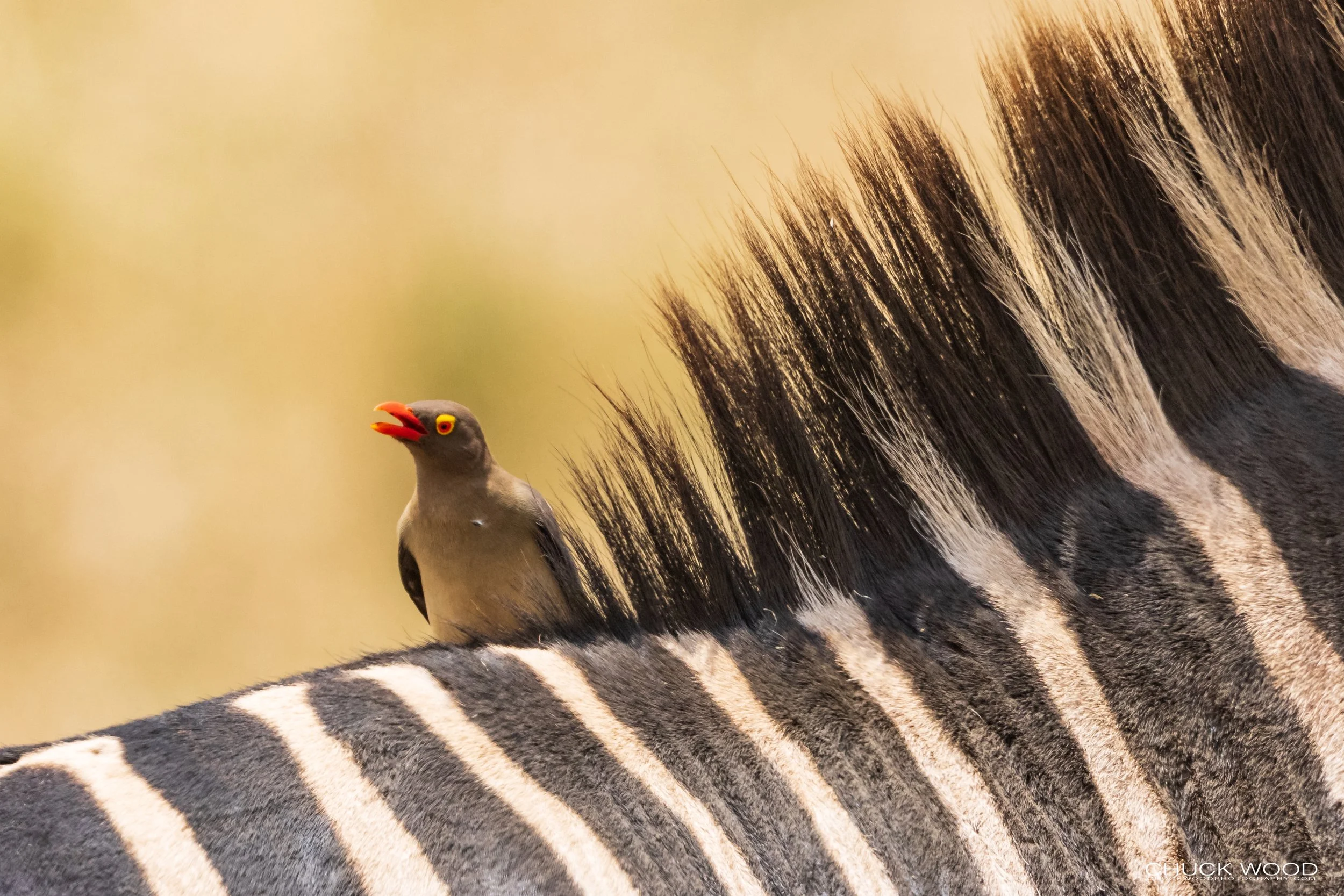  Ngorongoro Crater, Tanzania 2021 