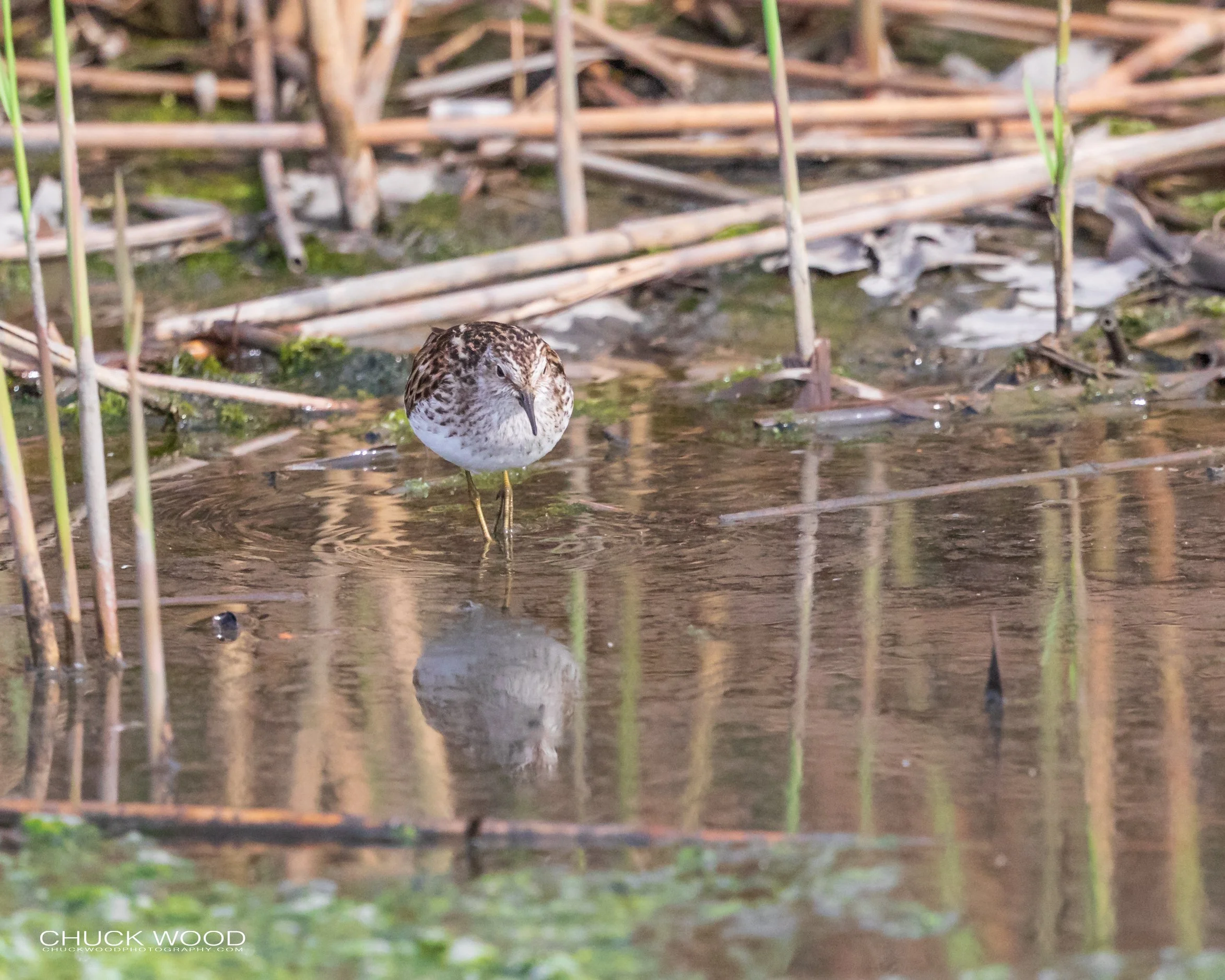  Dekorte Park, NJ 2020 