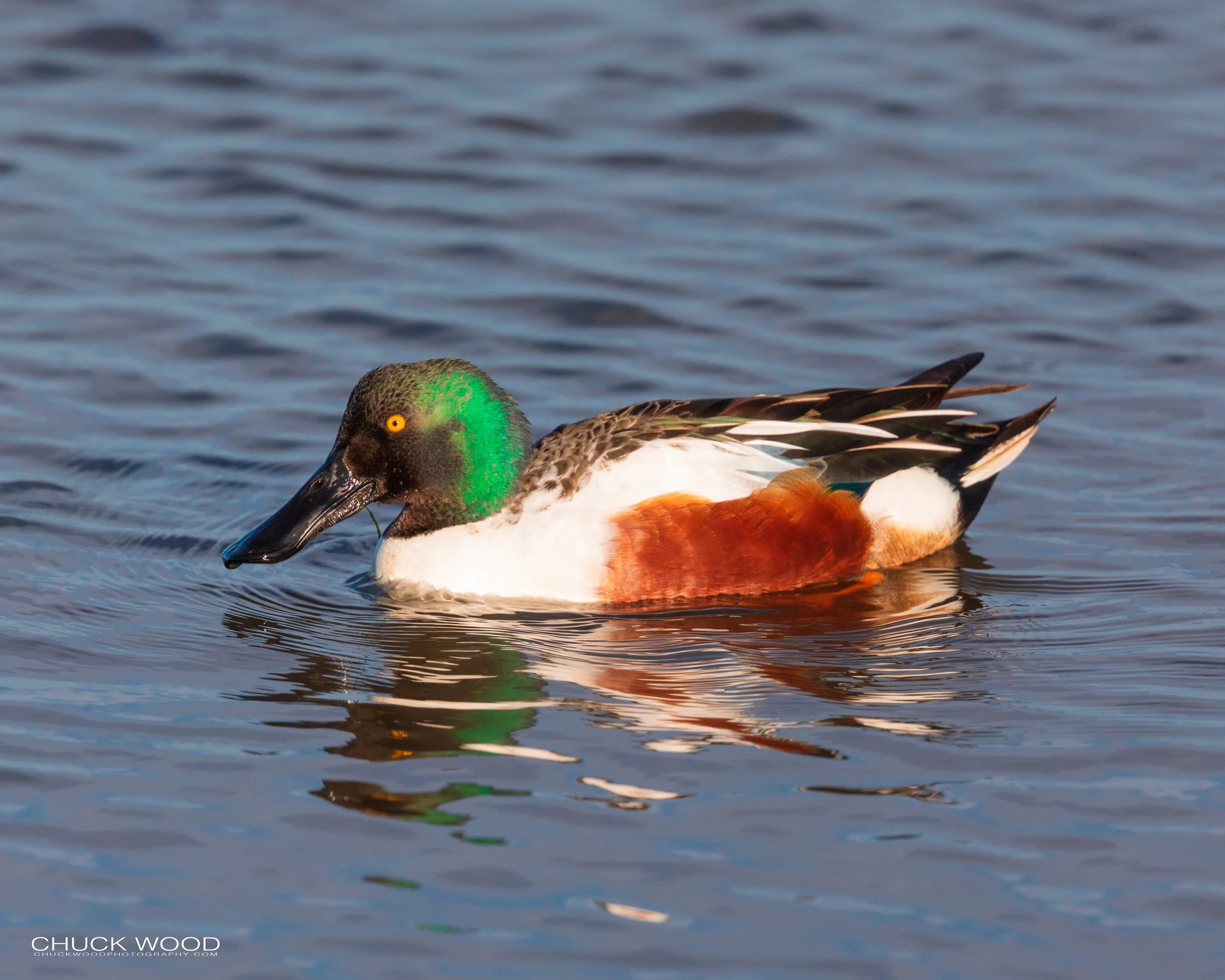  Forsythe NWR, NJ 2020 