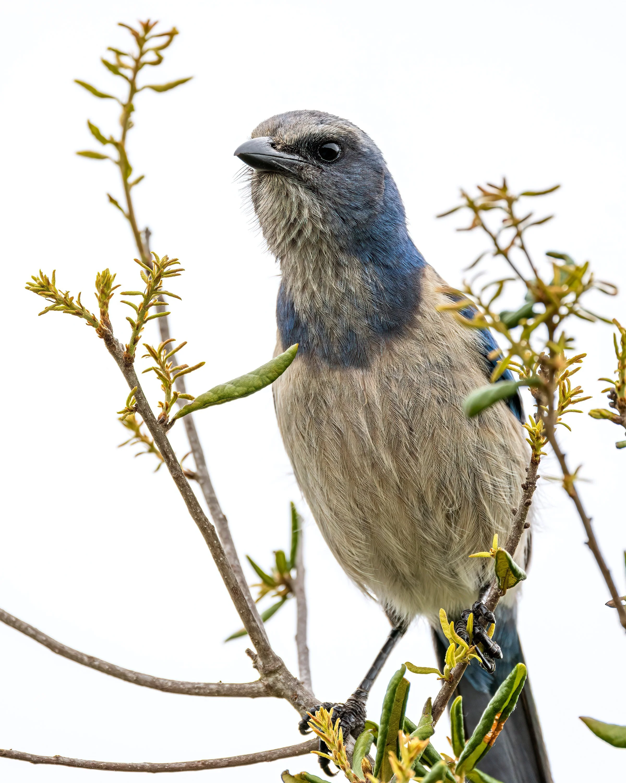  Cruickshank Sanctuary, FL 2023 