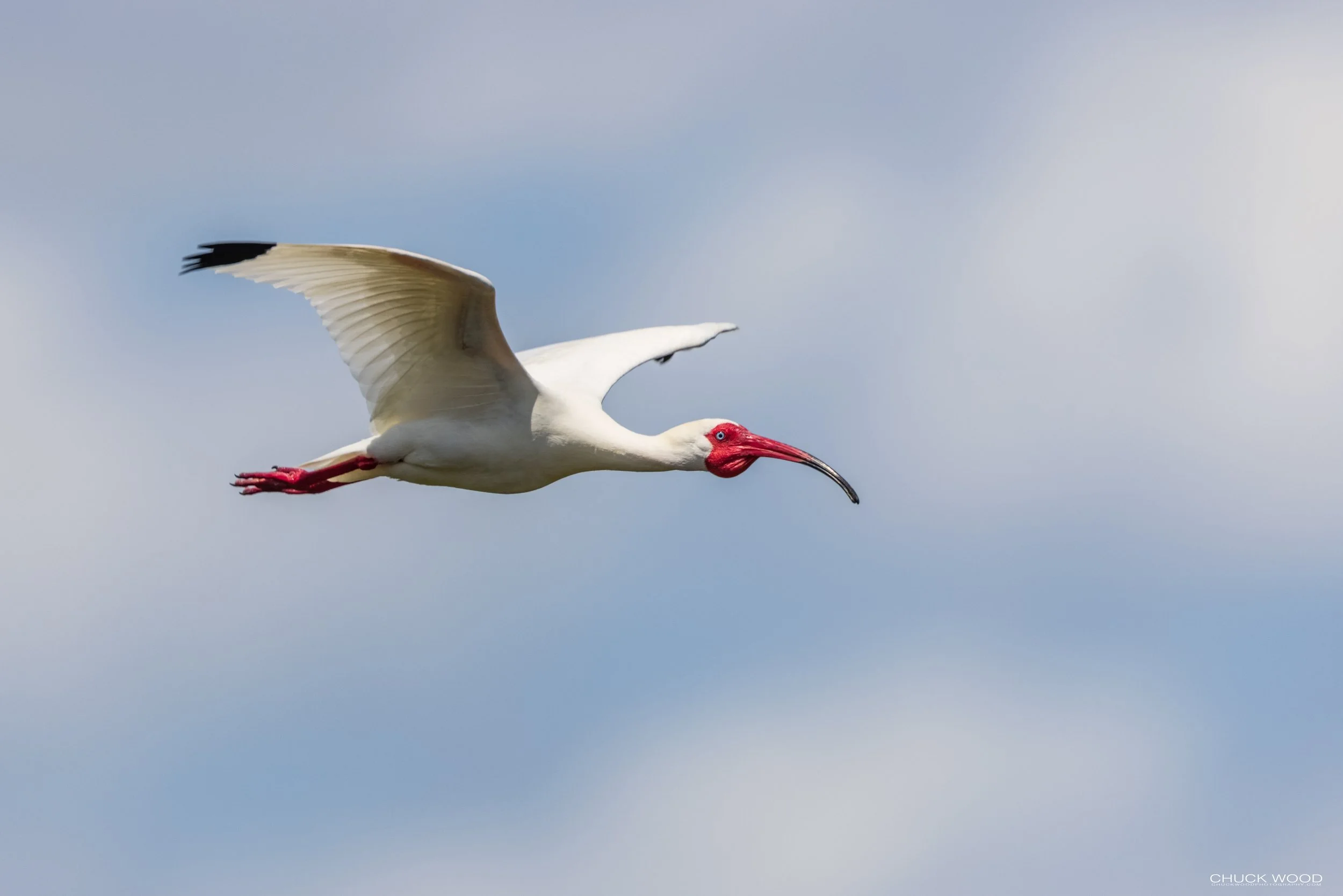  Viera Wetlands, FL 2021 