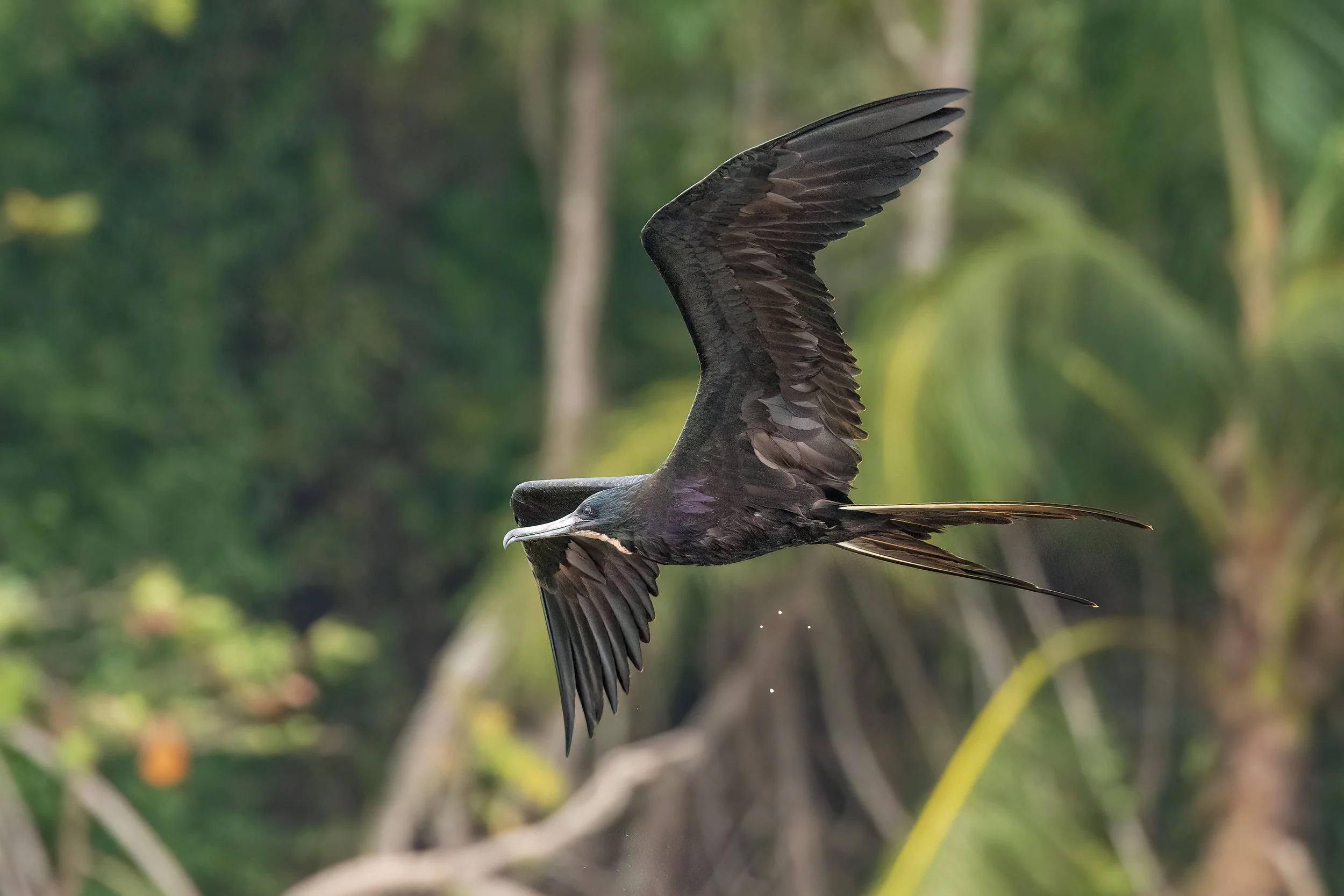  Tarcoles River, Costa Rica 2022 
