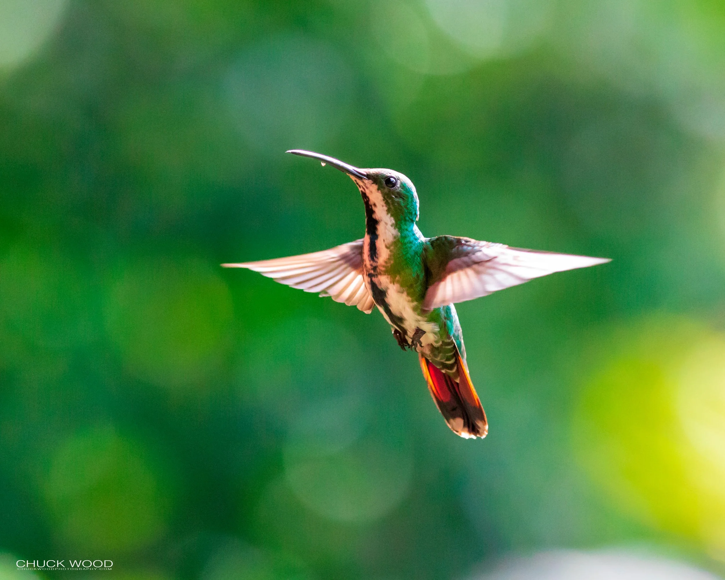  Rancho Naturalista, Costa Rica 2020 