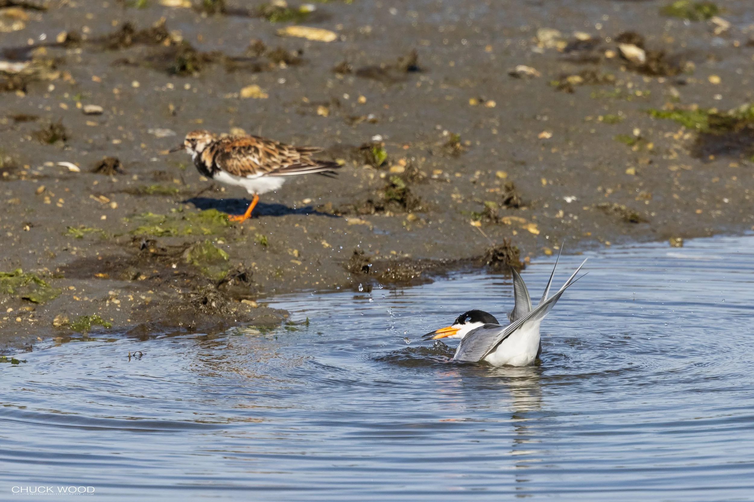  Forsythe NWR, NJ 2021 