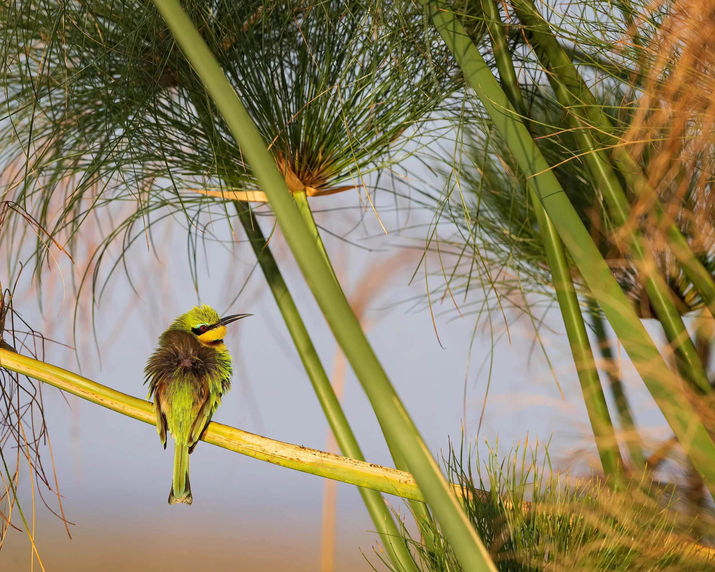  Chobe River, Botswana 2023 