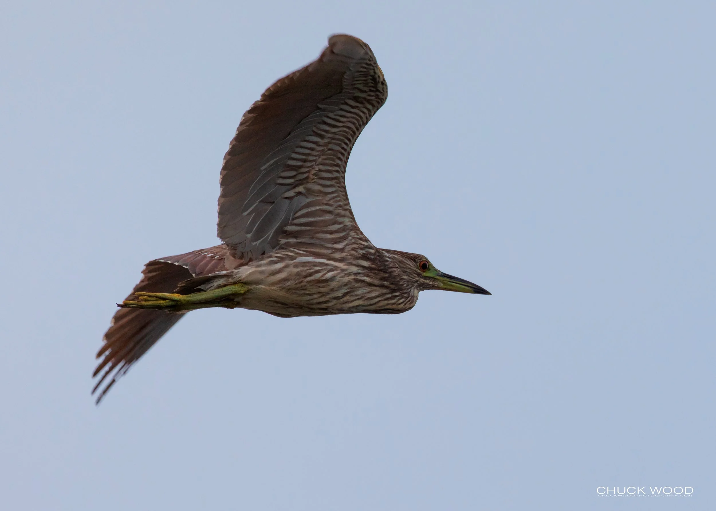  Forsythe NWR, NJ 2019 