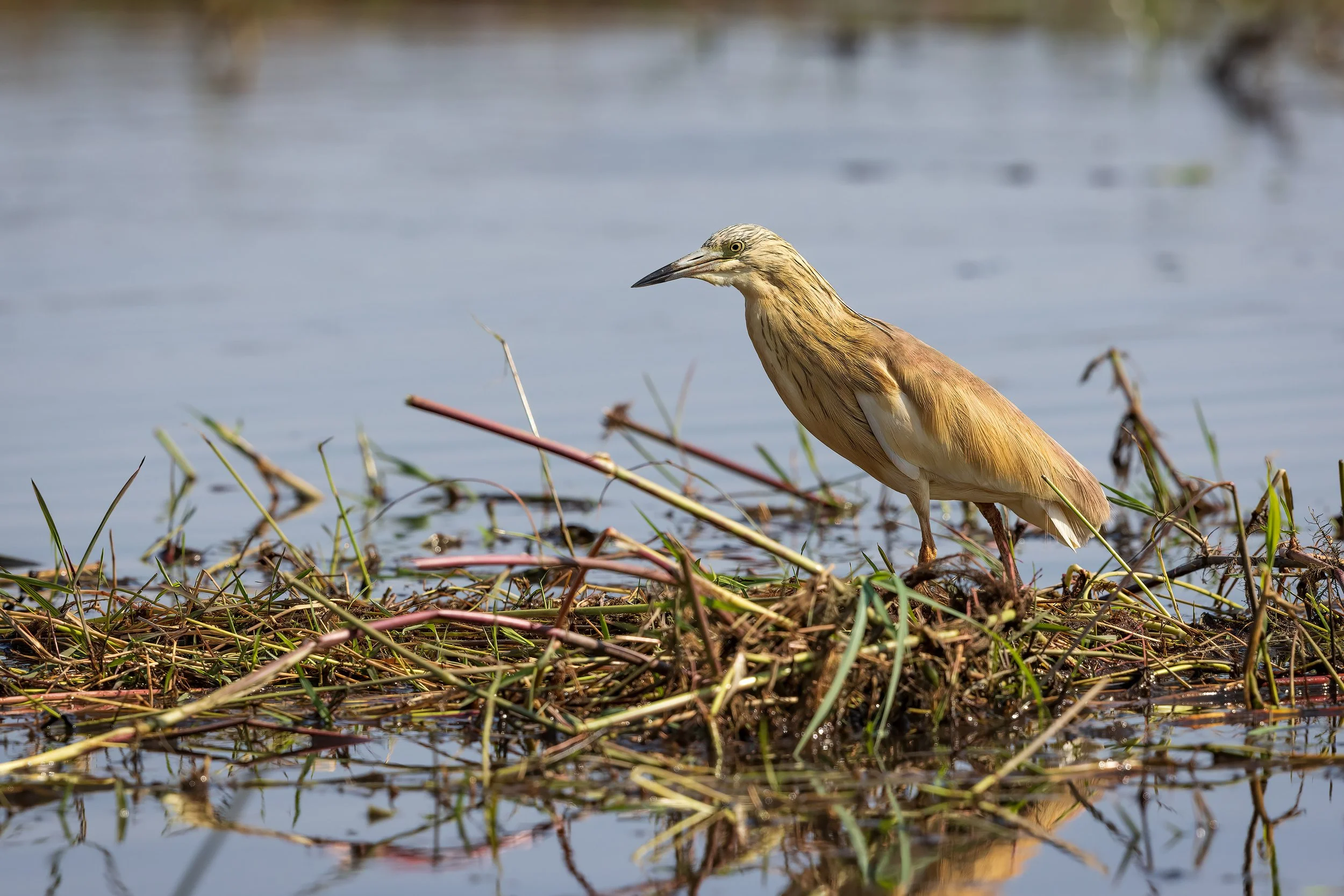  Chobe River, Botswana 2023 