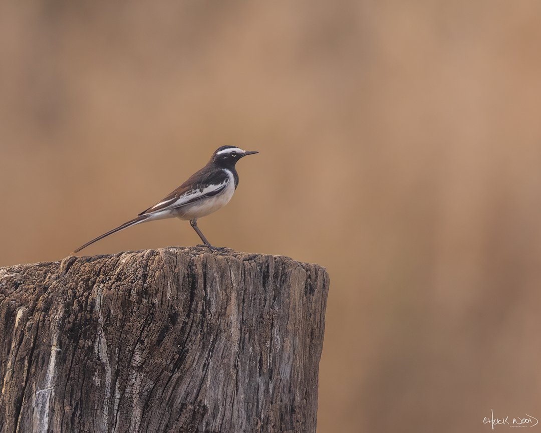  Ranthambore, India 2025 