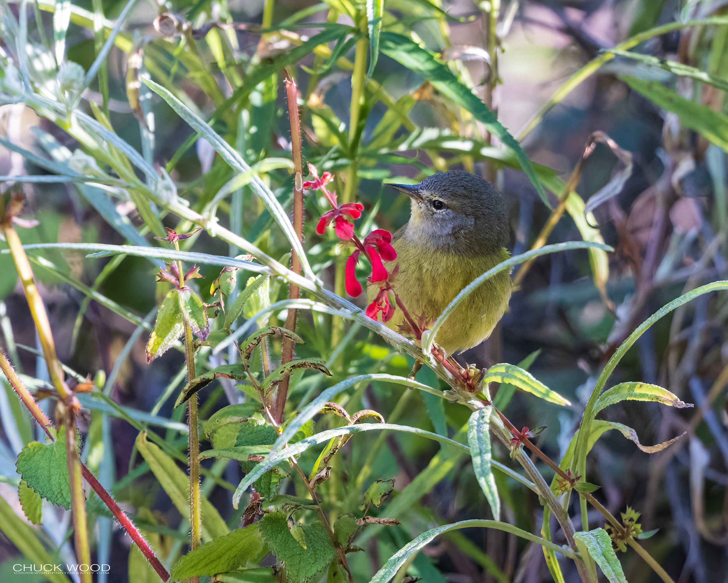  Arroyo Guacamaya, MX 2022 