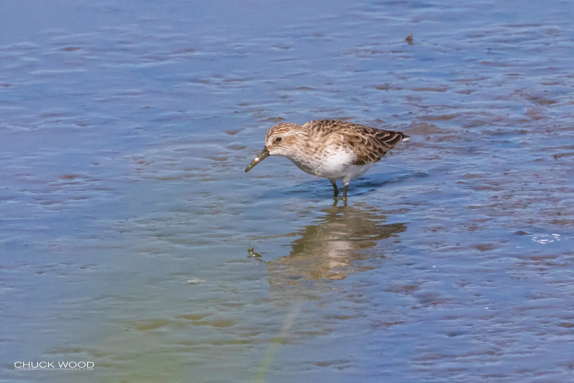   Forsythe NWR, NJ 2019 