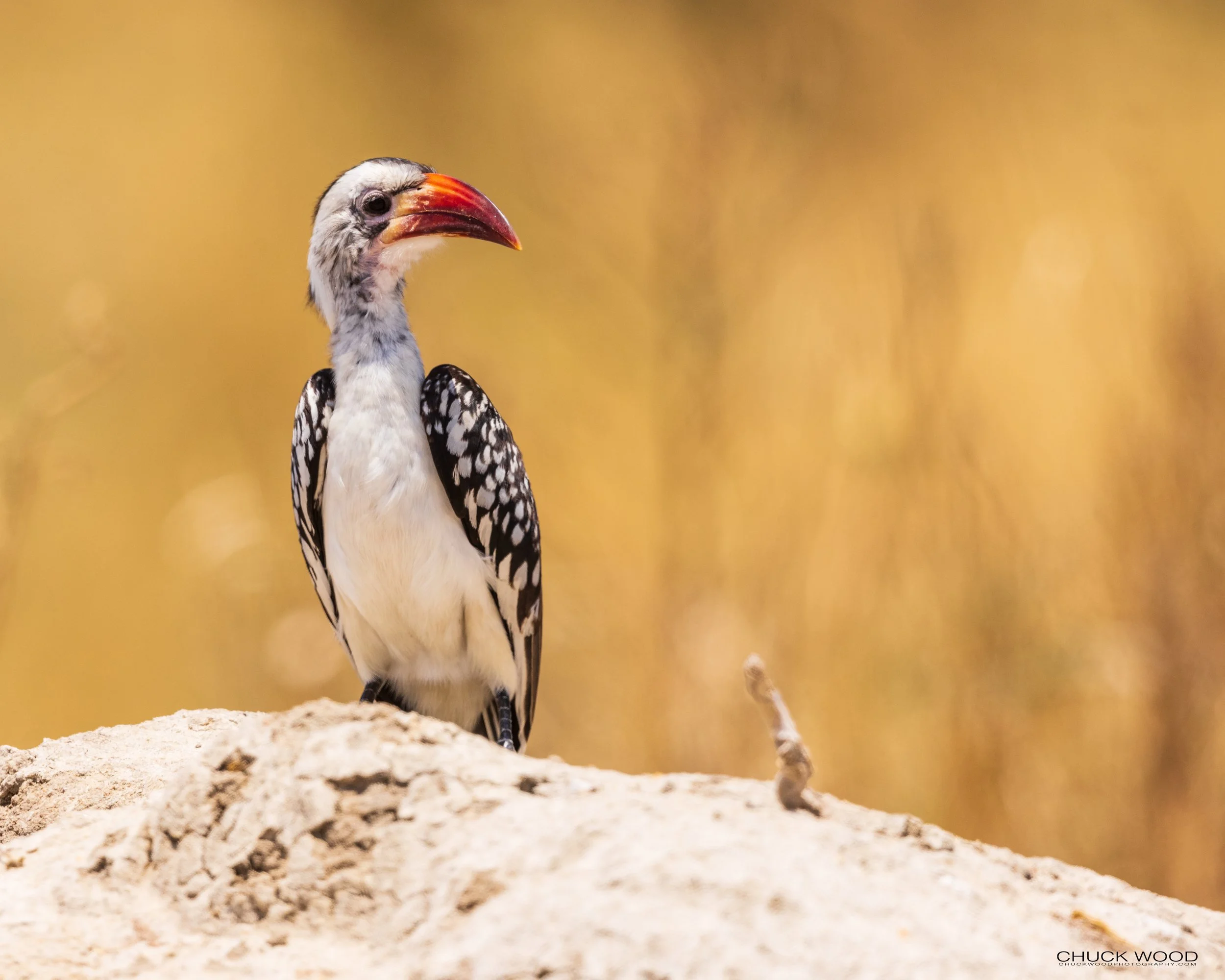  Tarangire, Tanzania 2021 
