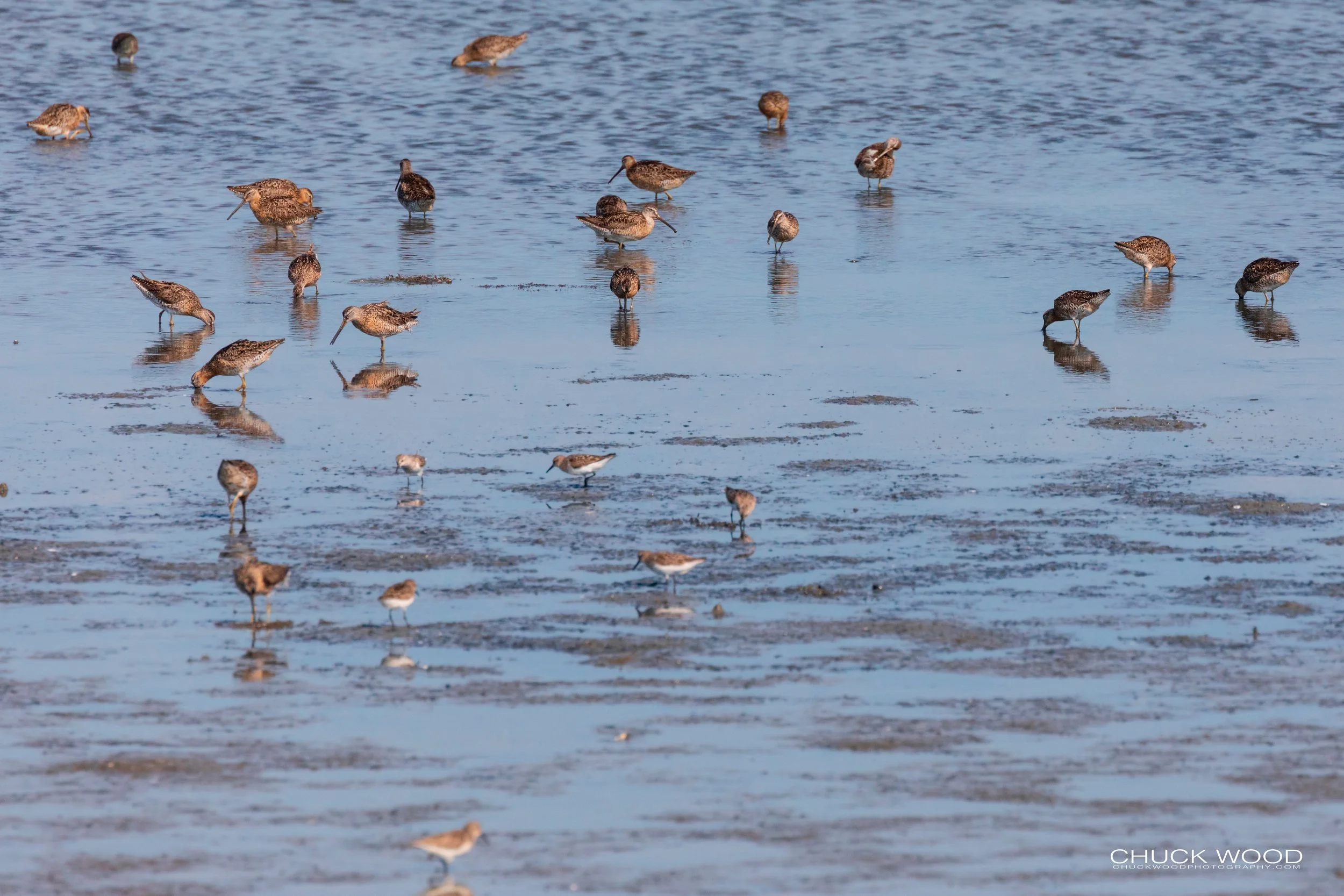  Forsythe NWR, NJ 2019 