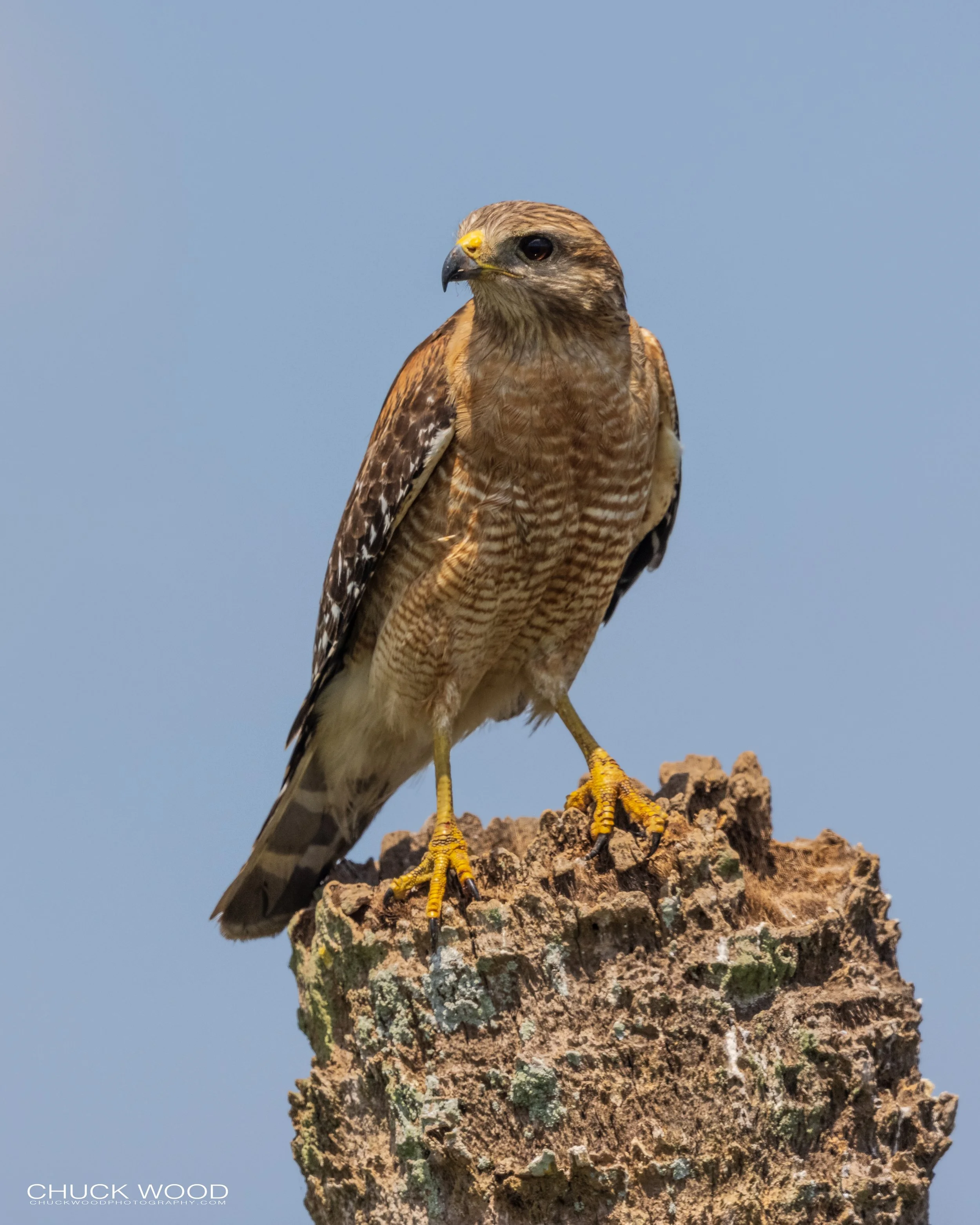  Viera Wetlands, FL 2021 