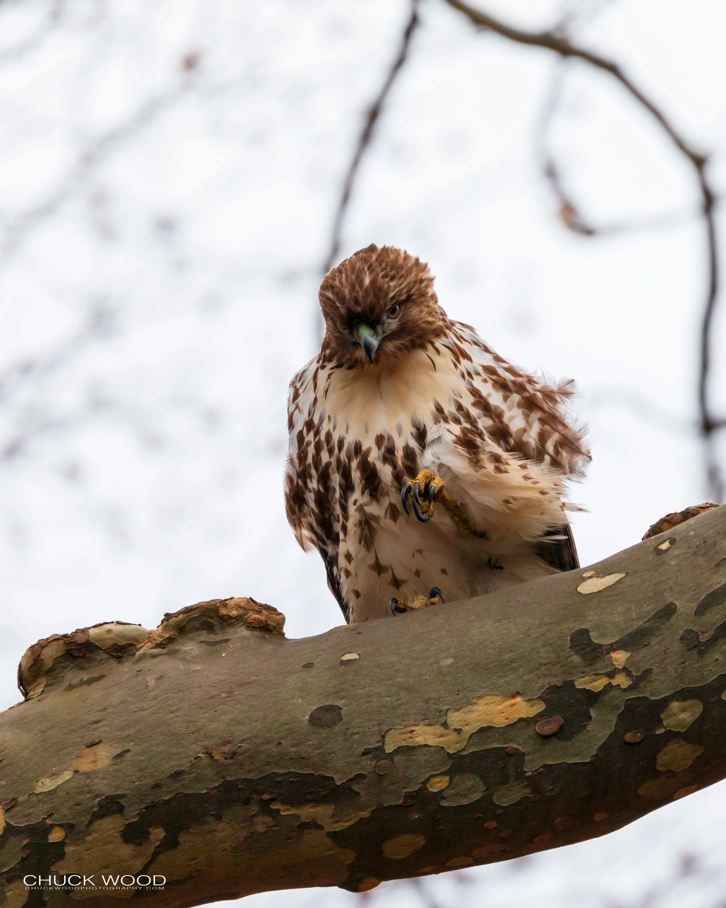  Central Park NYC, 2019 