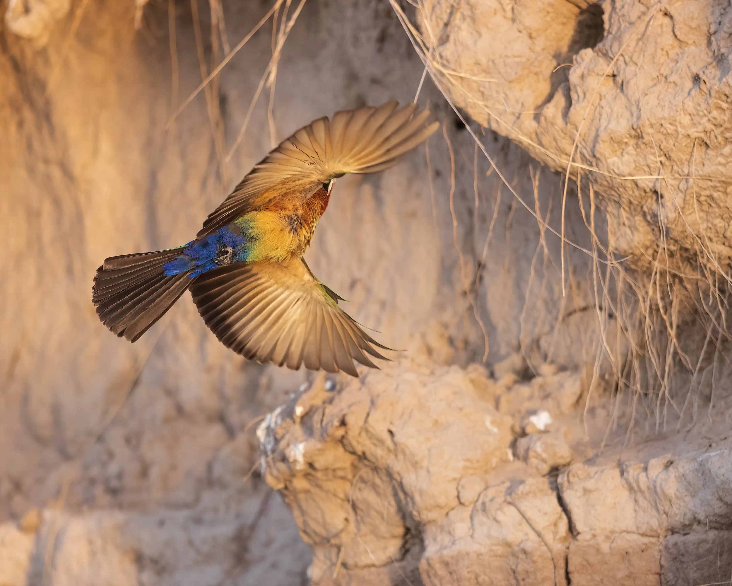 Little-Bee-eater-20230812-Chobe-River-28-1-sharpened.jpg