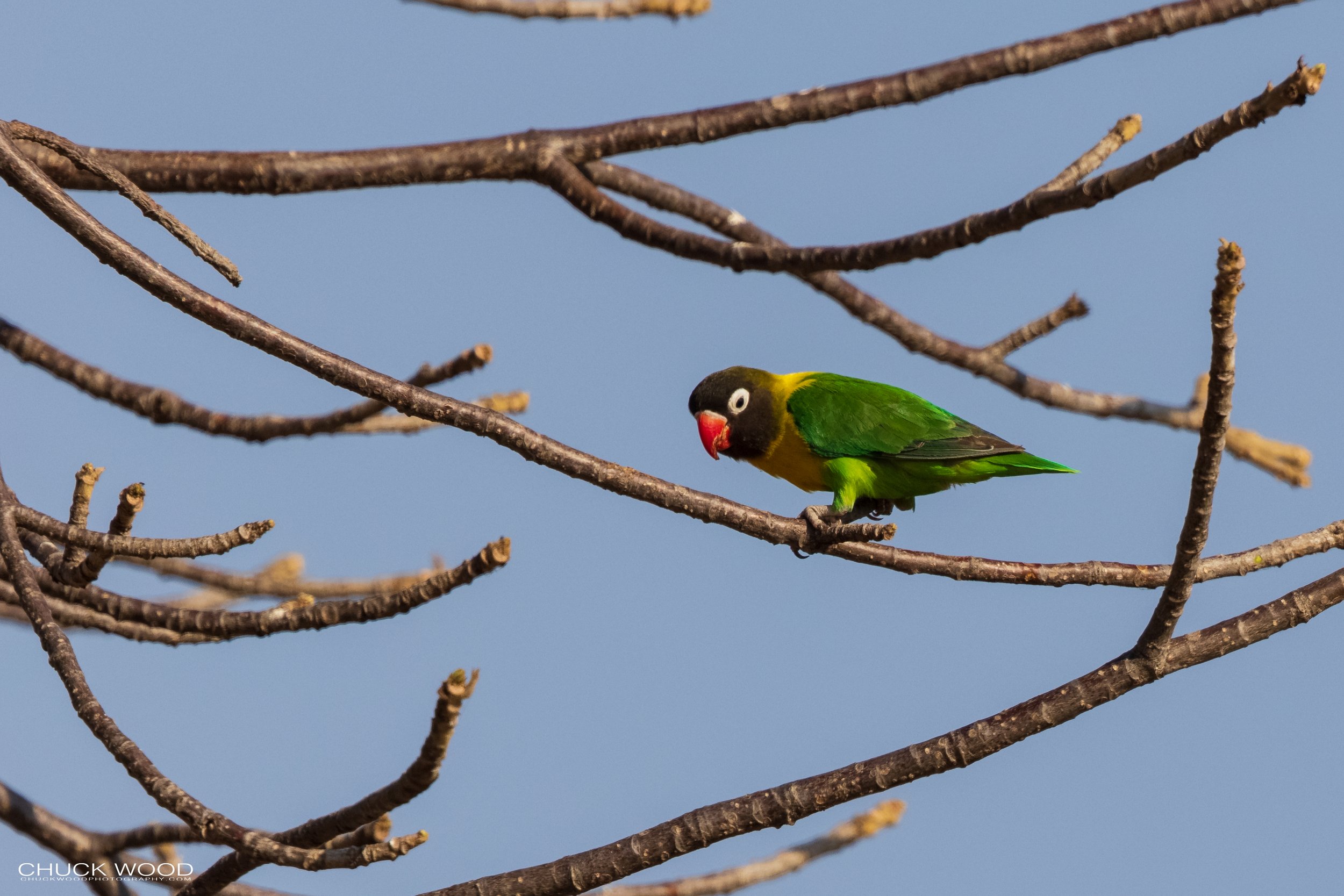  Tarangire, Tanzania 2021 