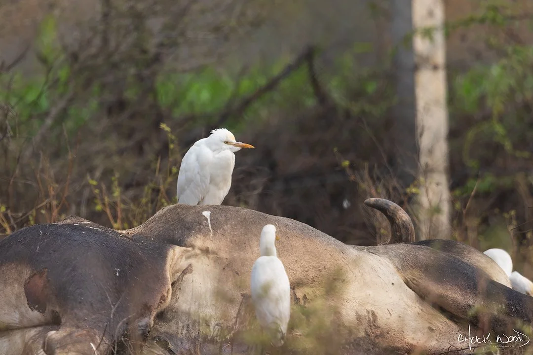  Ranthambore, India 2025 