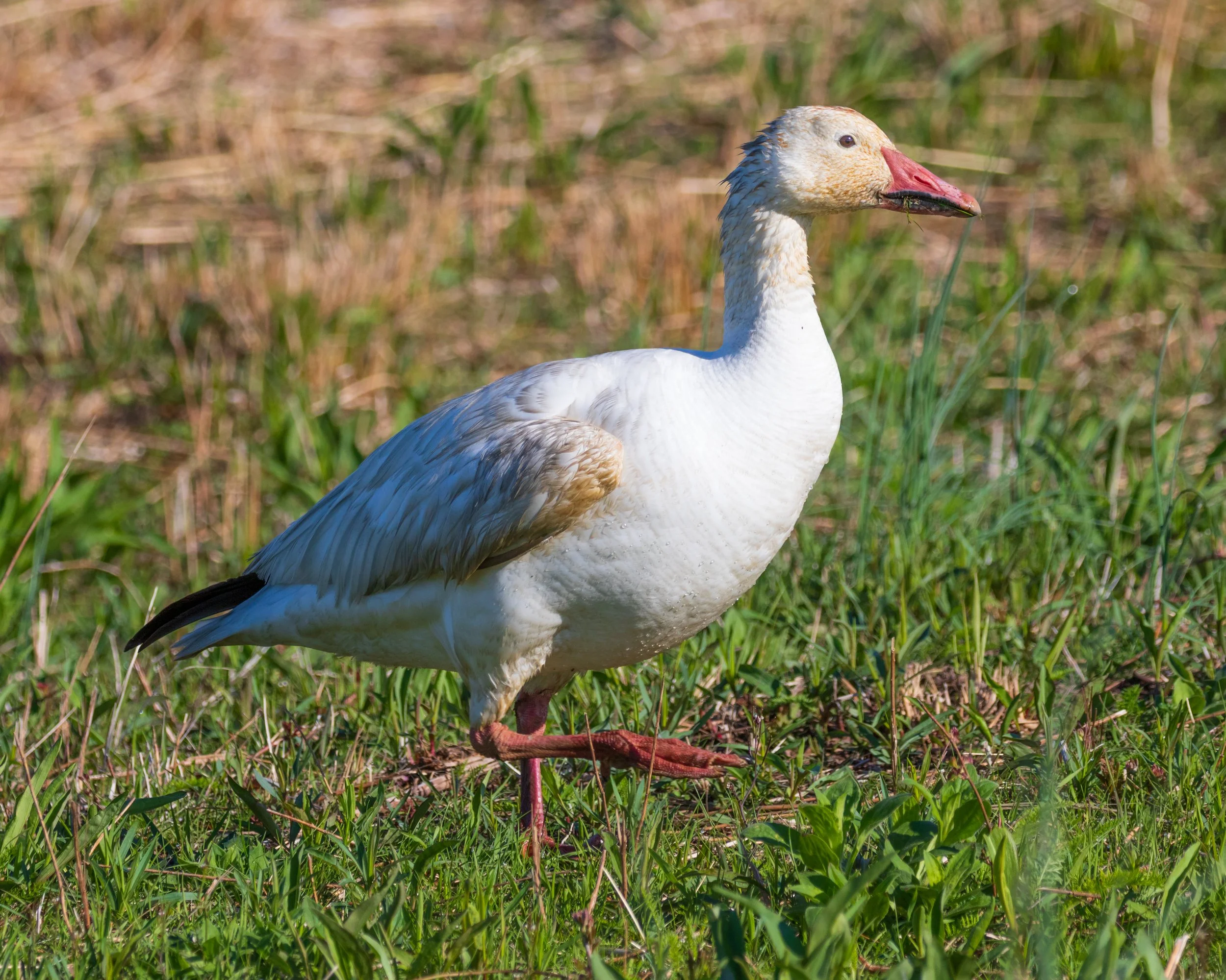  Forsythe NWR, NJ 2019 