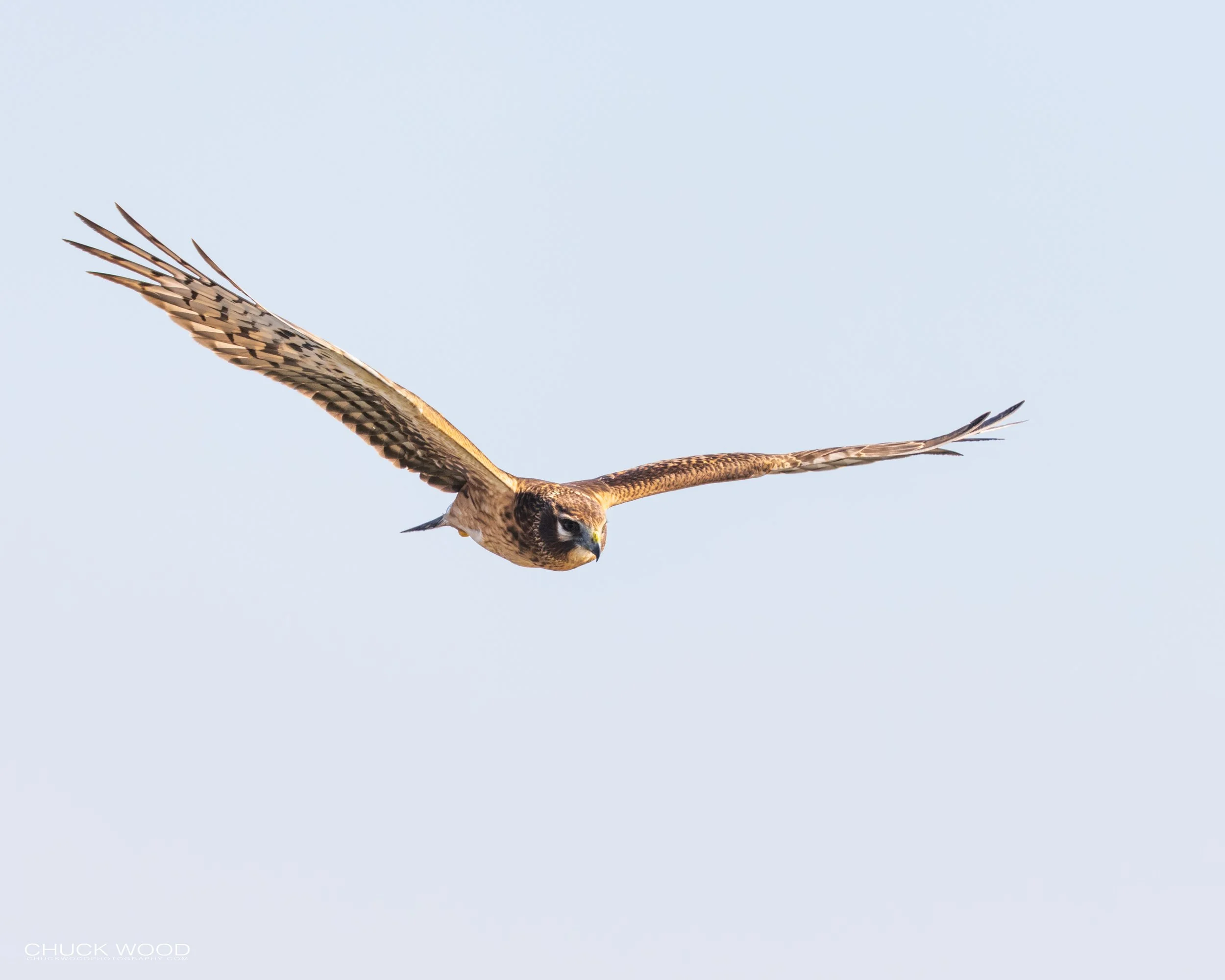  Forsythe NWR, NJ 2020 