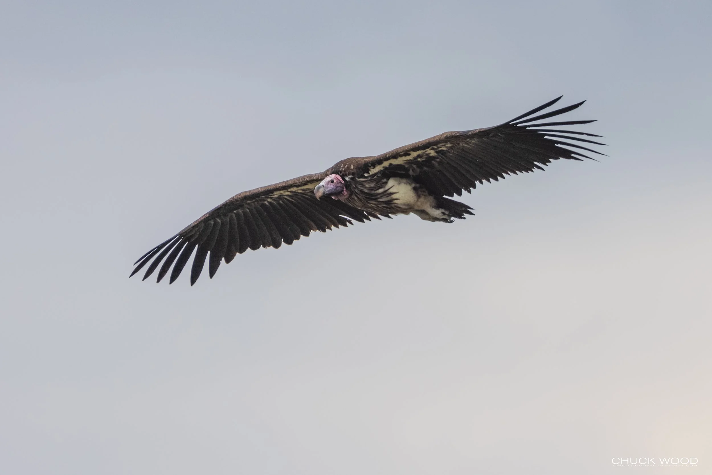  Serengeti, Tanzania 2021 