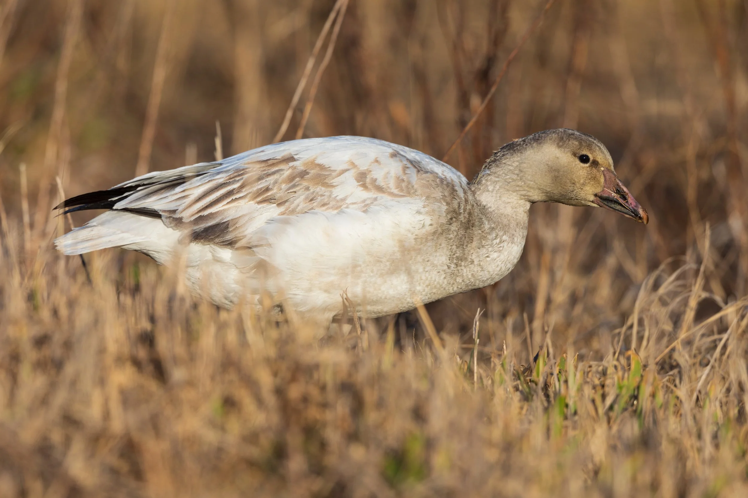  Forsythe NWR, NJ 2020 