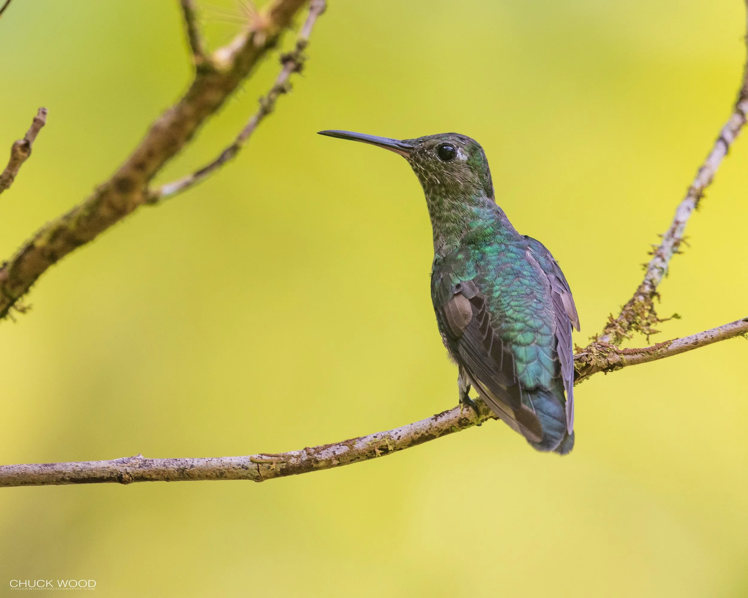  Macaw Lodge, Costa Rica 2023 
