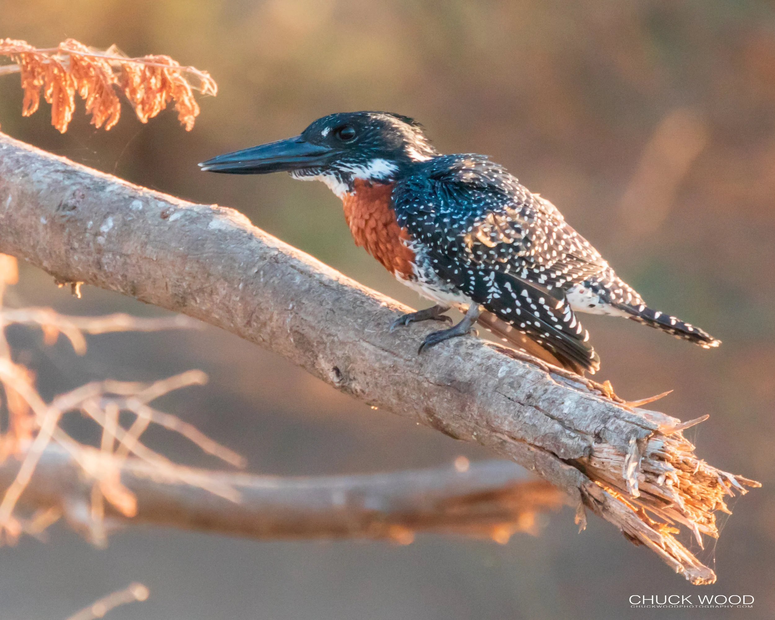  Mana Pools, Zimbabwe 2019 