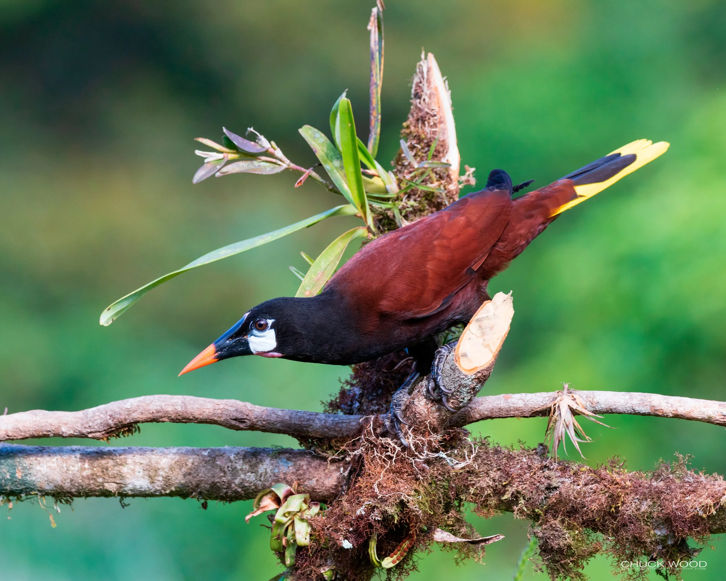  Rancho Naturalista, Costa Rica 2020 