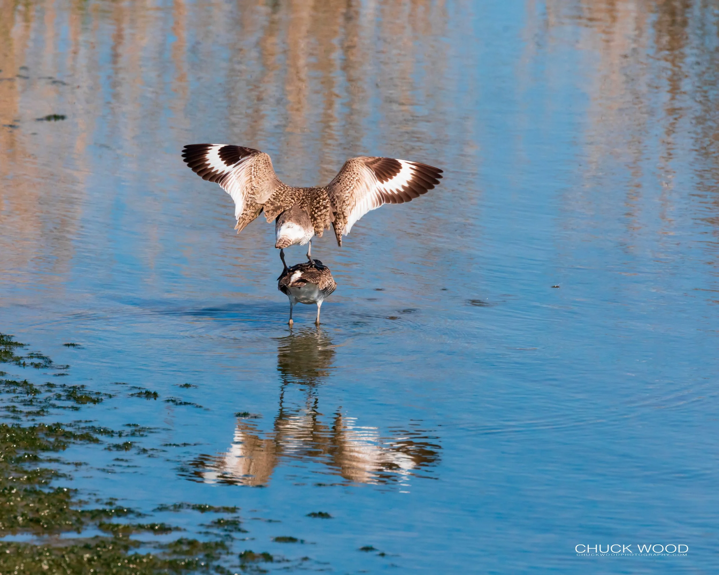   Forsythe NWR, NJ 2019 
