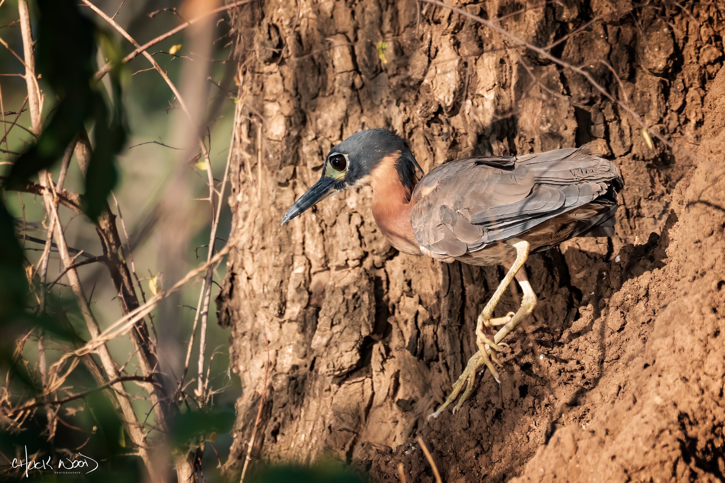  Mana Pools, Zimbabwe 2019 
