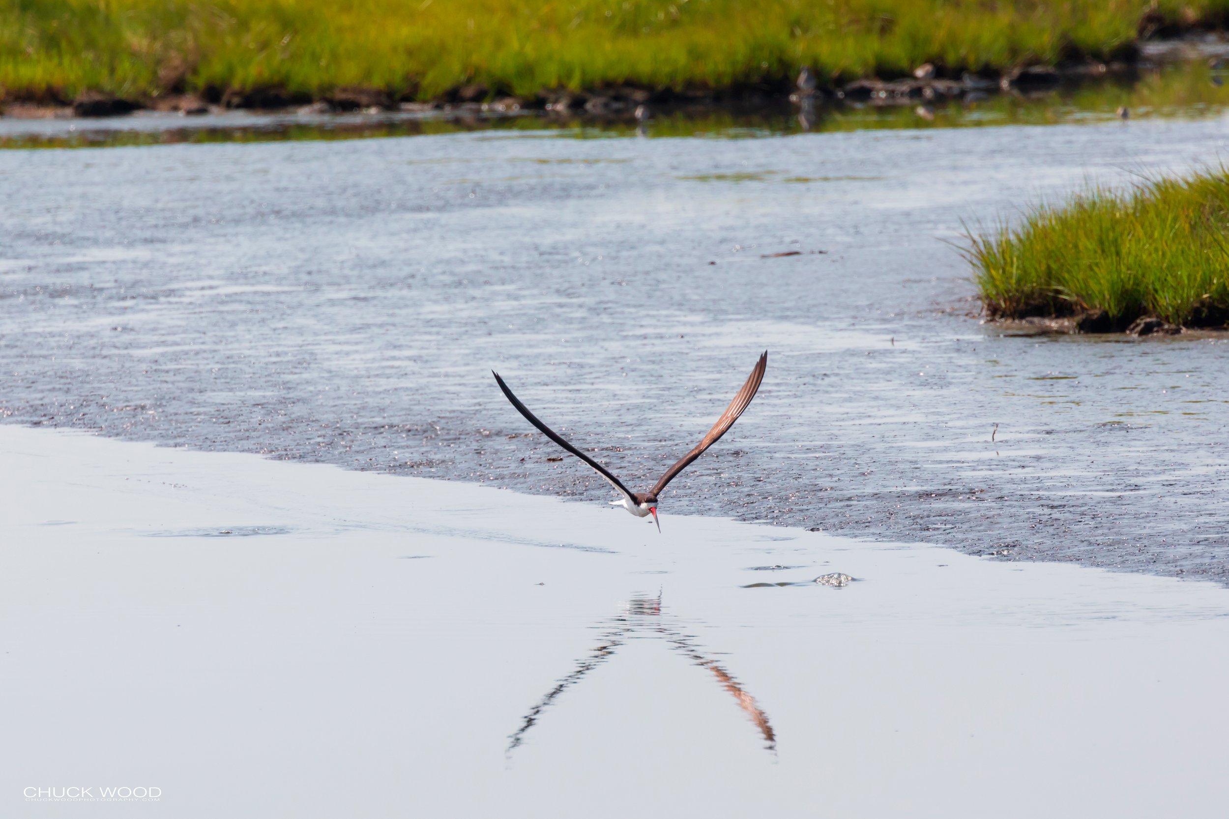 Forsythe NWR, NJ 2019 