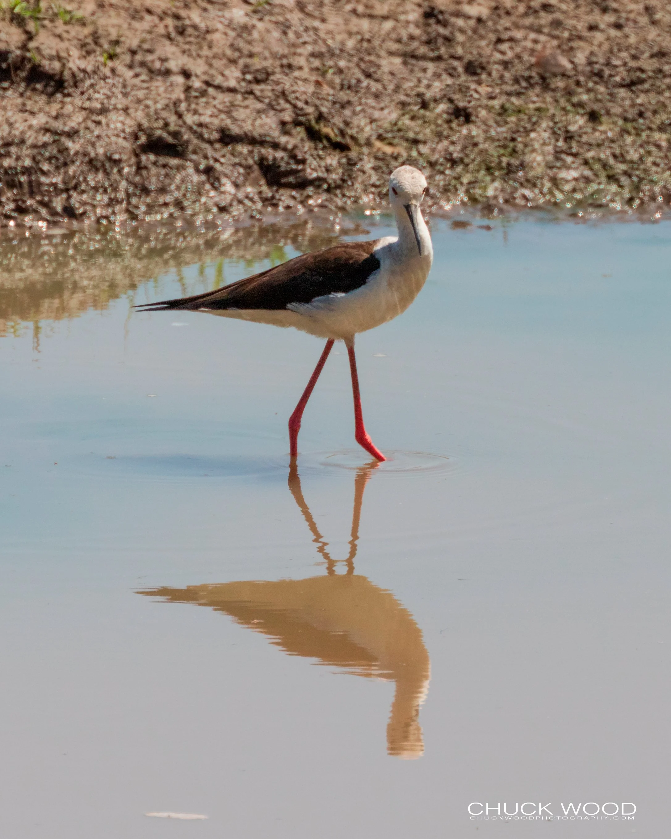  Mana Pools, Zimbabwe 2019 