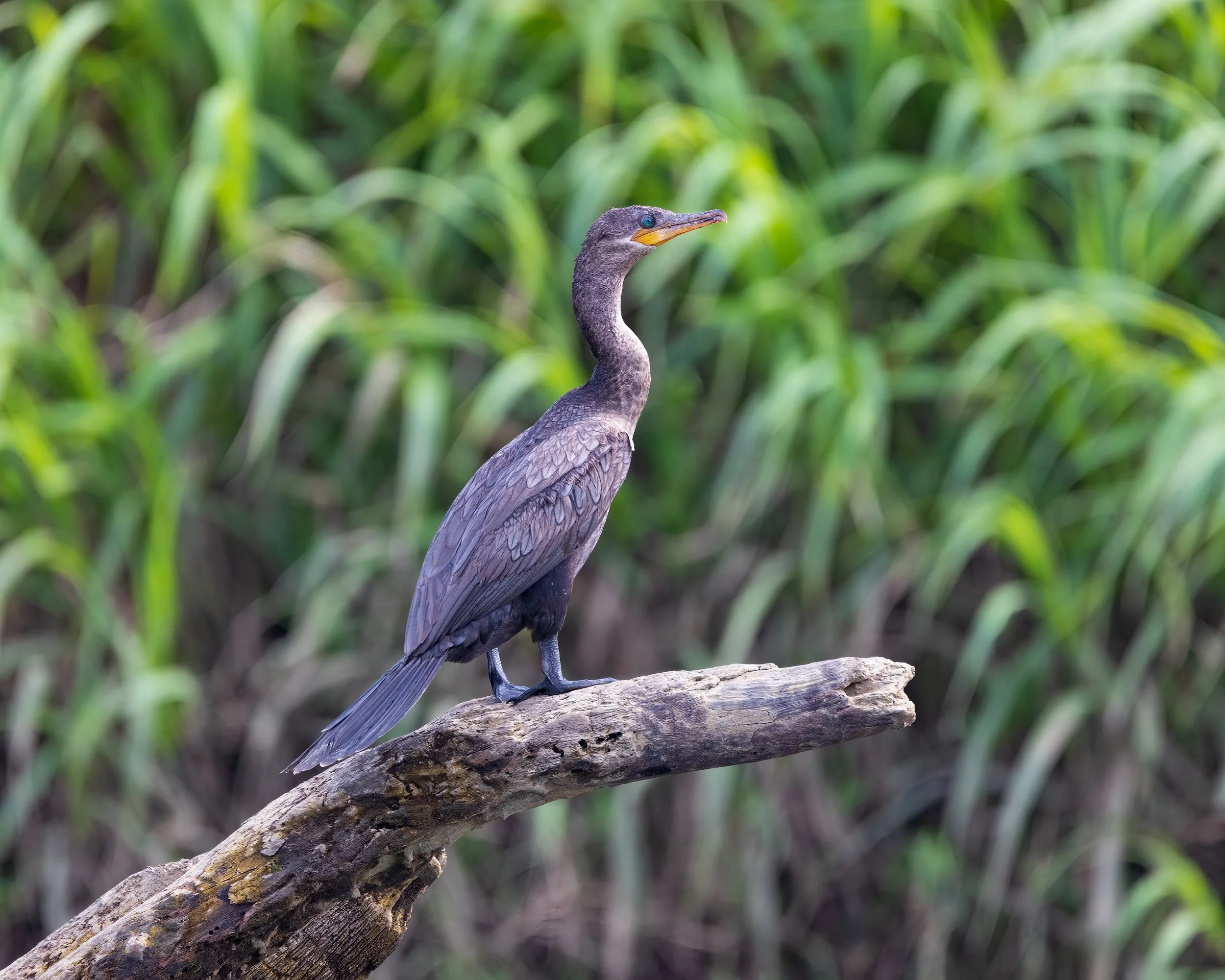  Tarcoles River, Costa Rica 2023 