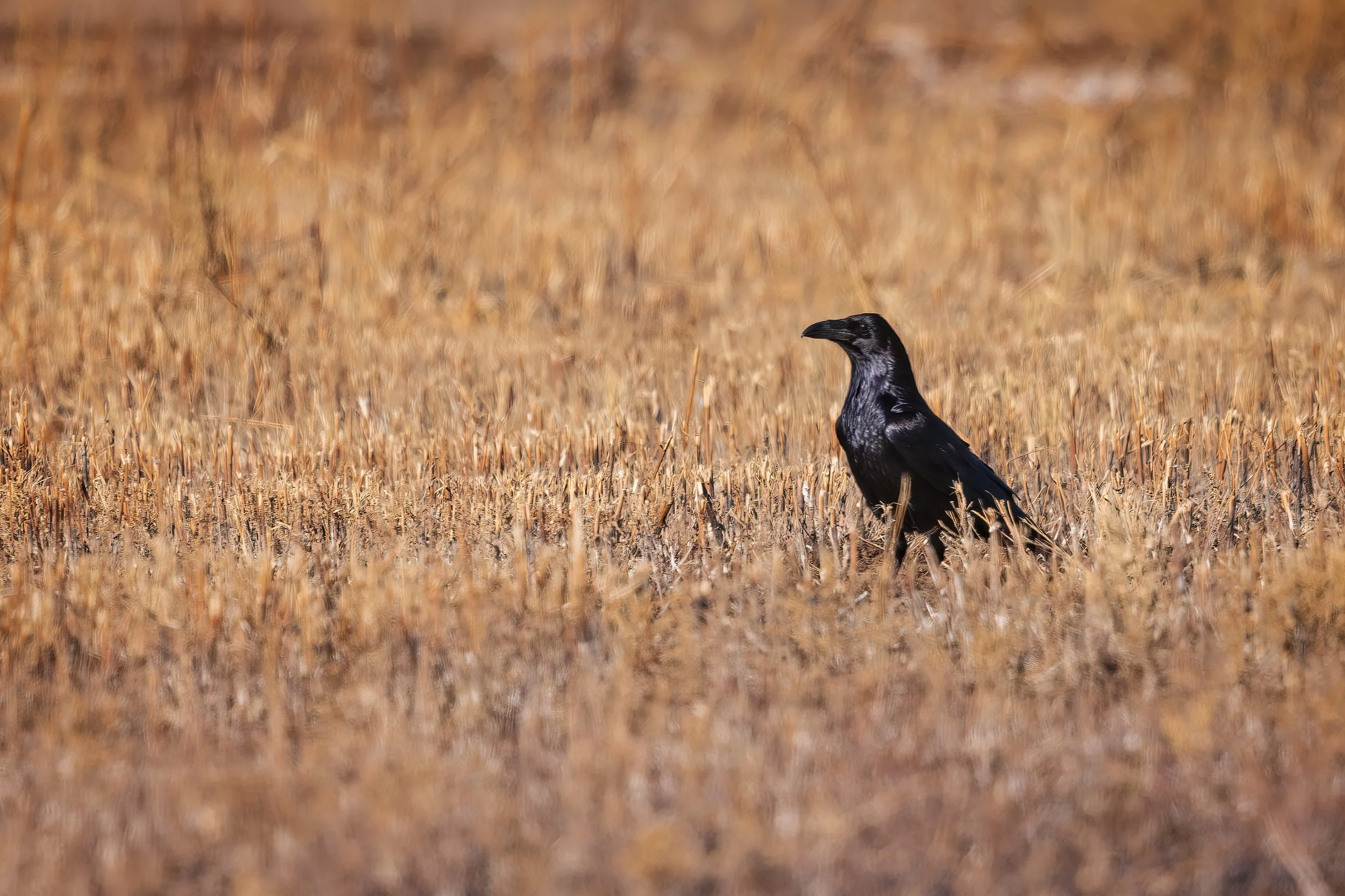  Bosque del Apache, NM 2023 