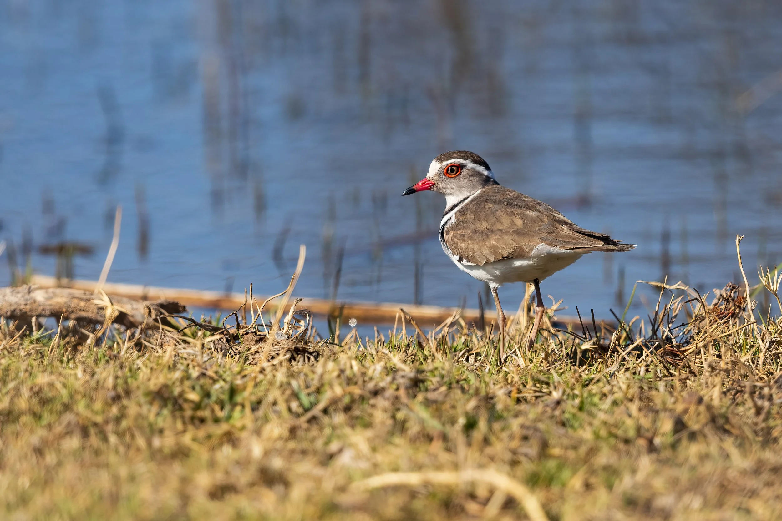  Moremi, Botswana 2023 