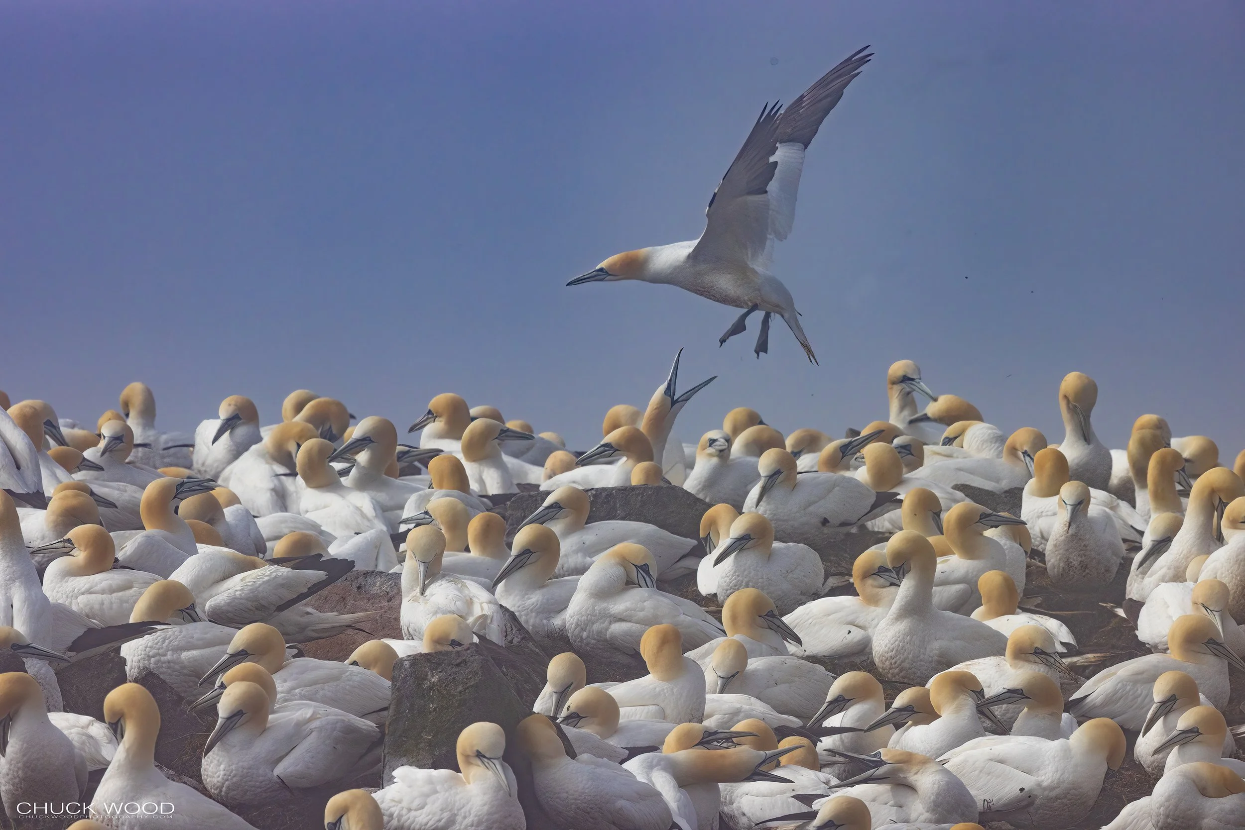  Cape St. Marys, NL 2022 