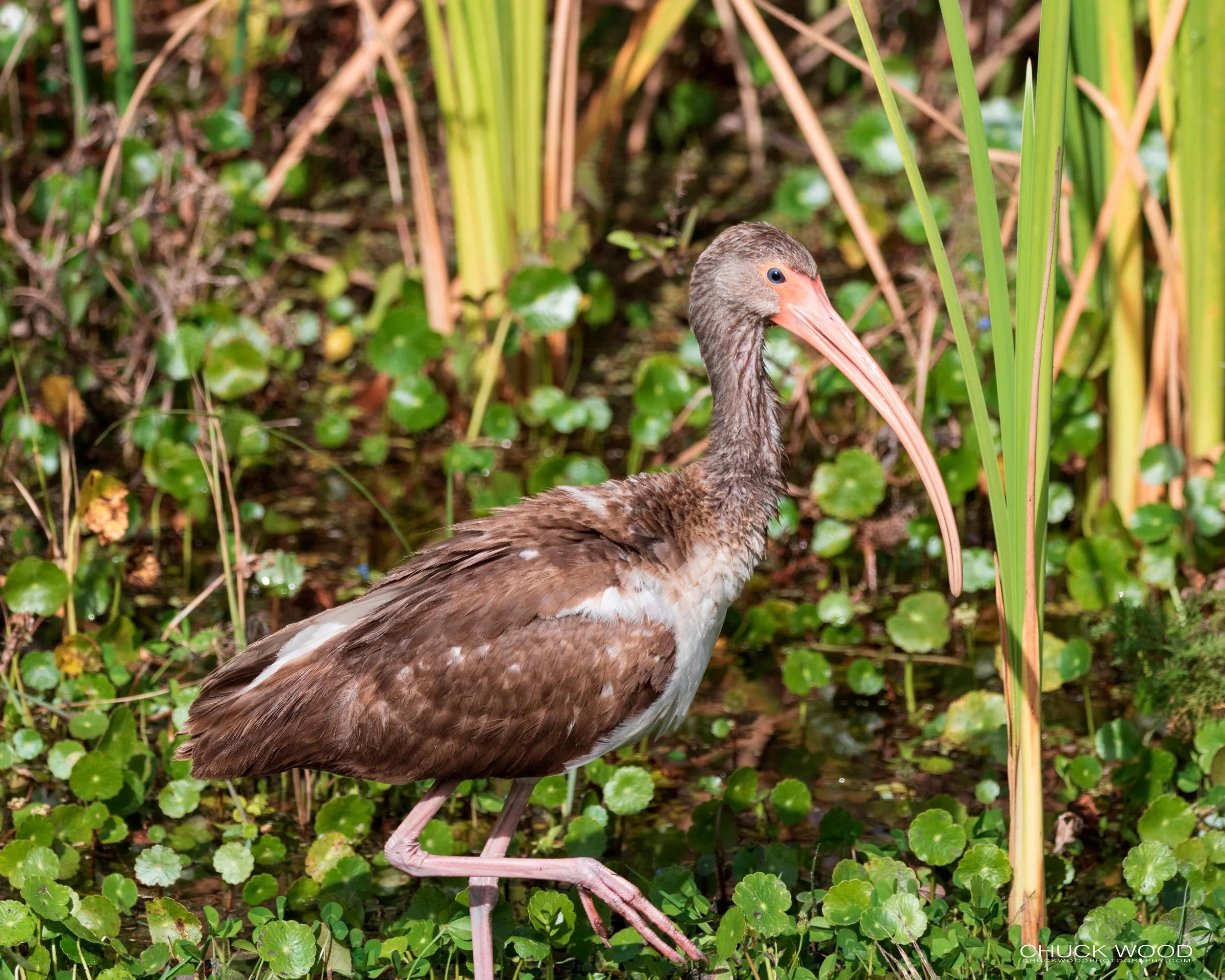  Viera Wetlands, FL 2020 