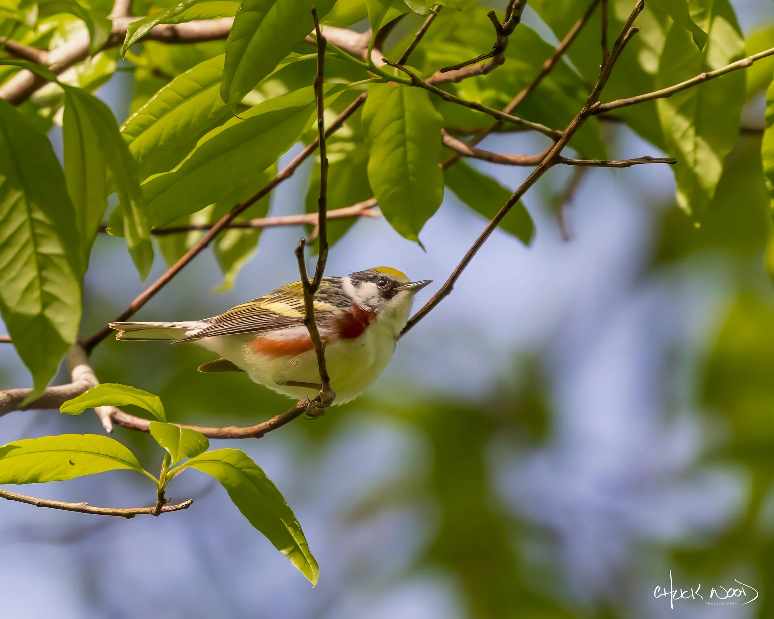  Central Park NYC, 2019 