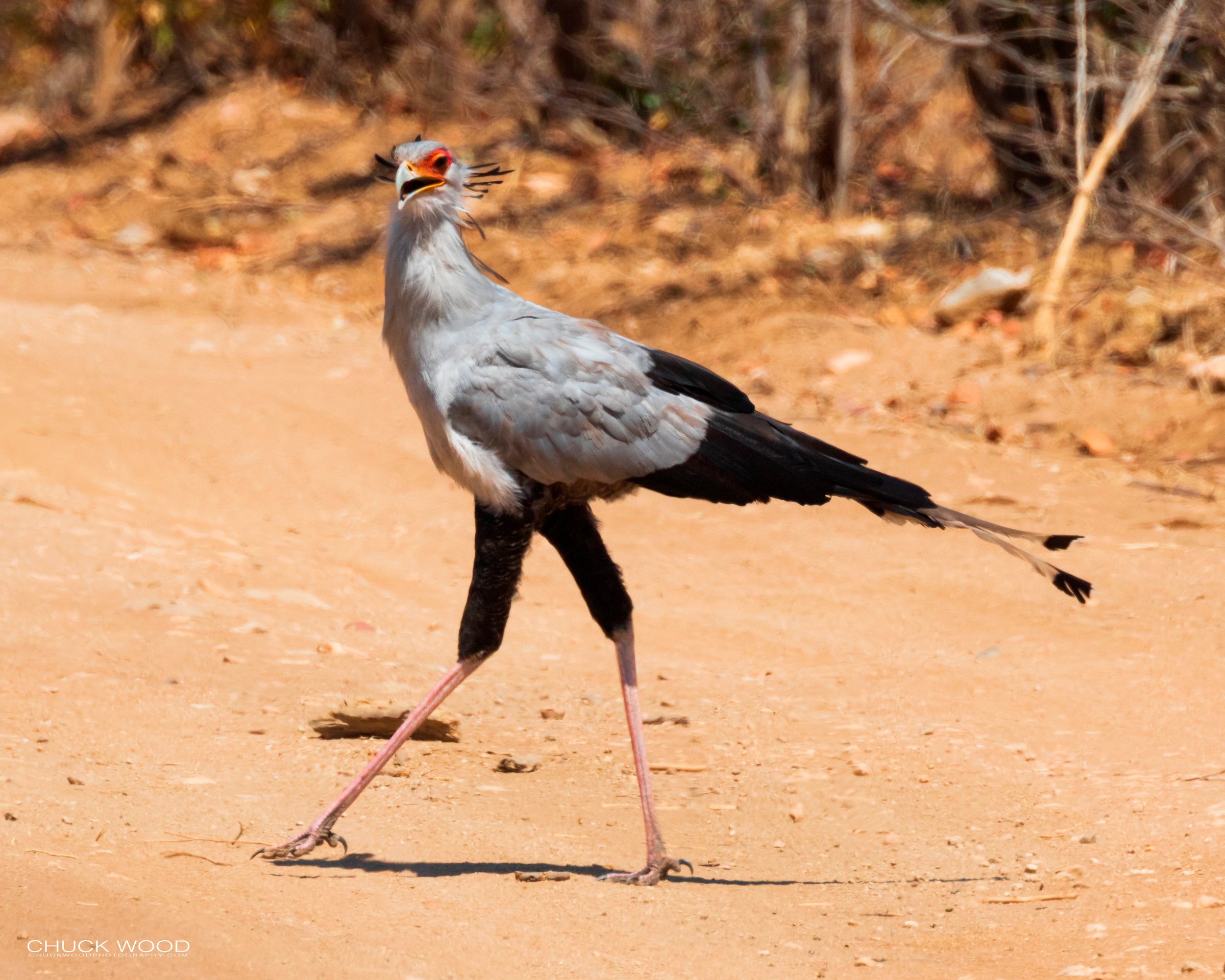   Hwange, Zimbabwe 2019 